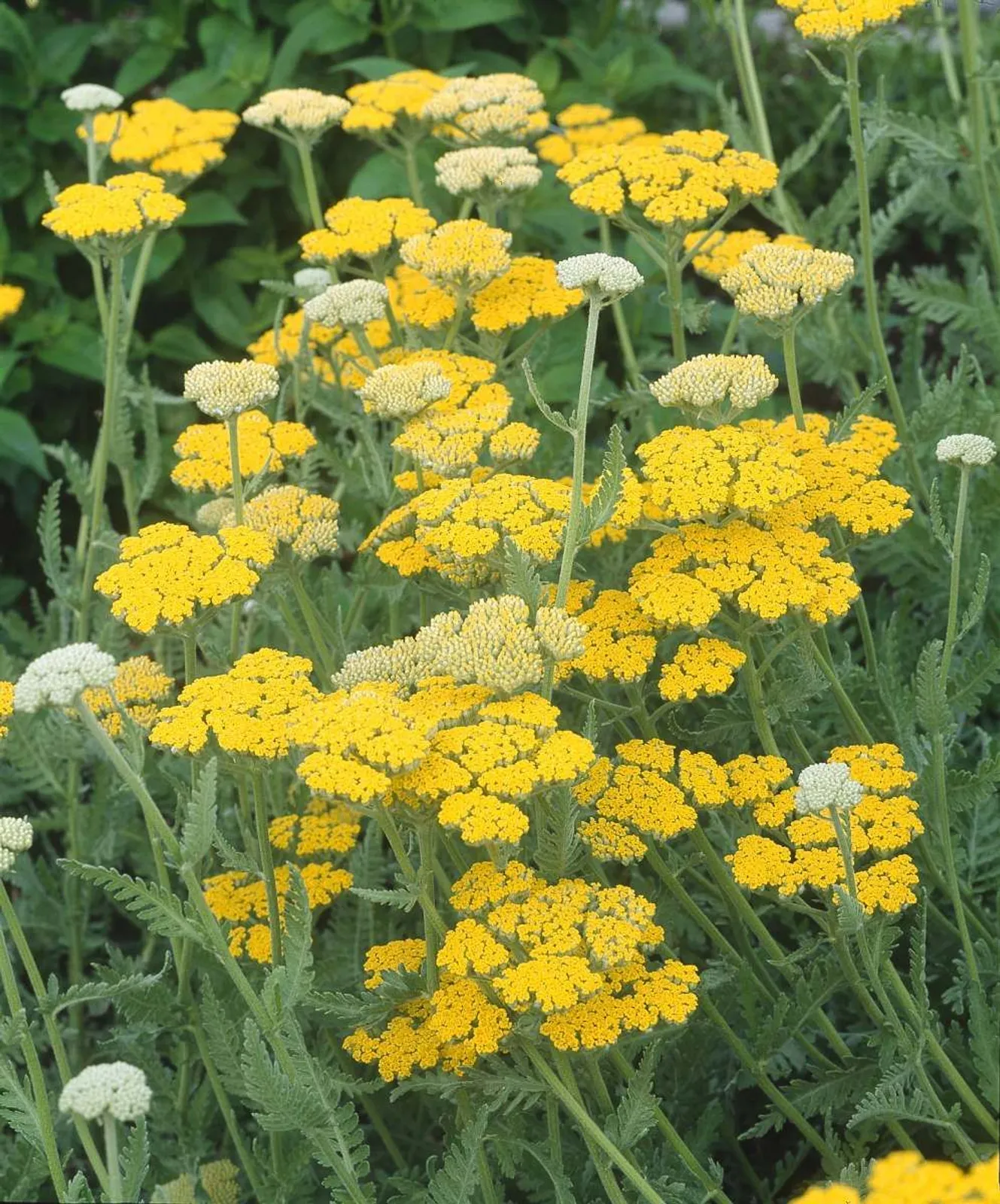 Gyllenröllika 'Coronation Gold', 6-pack