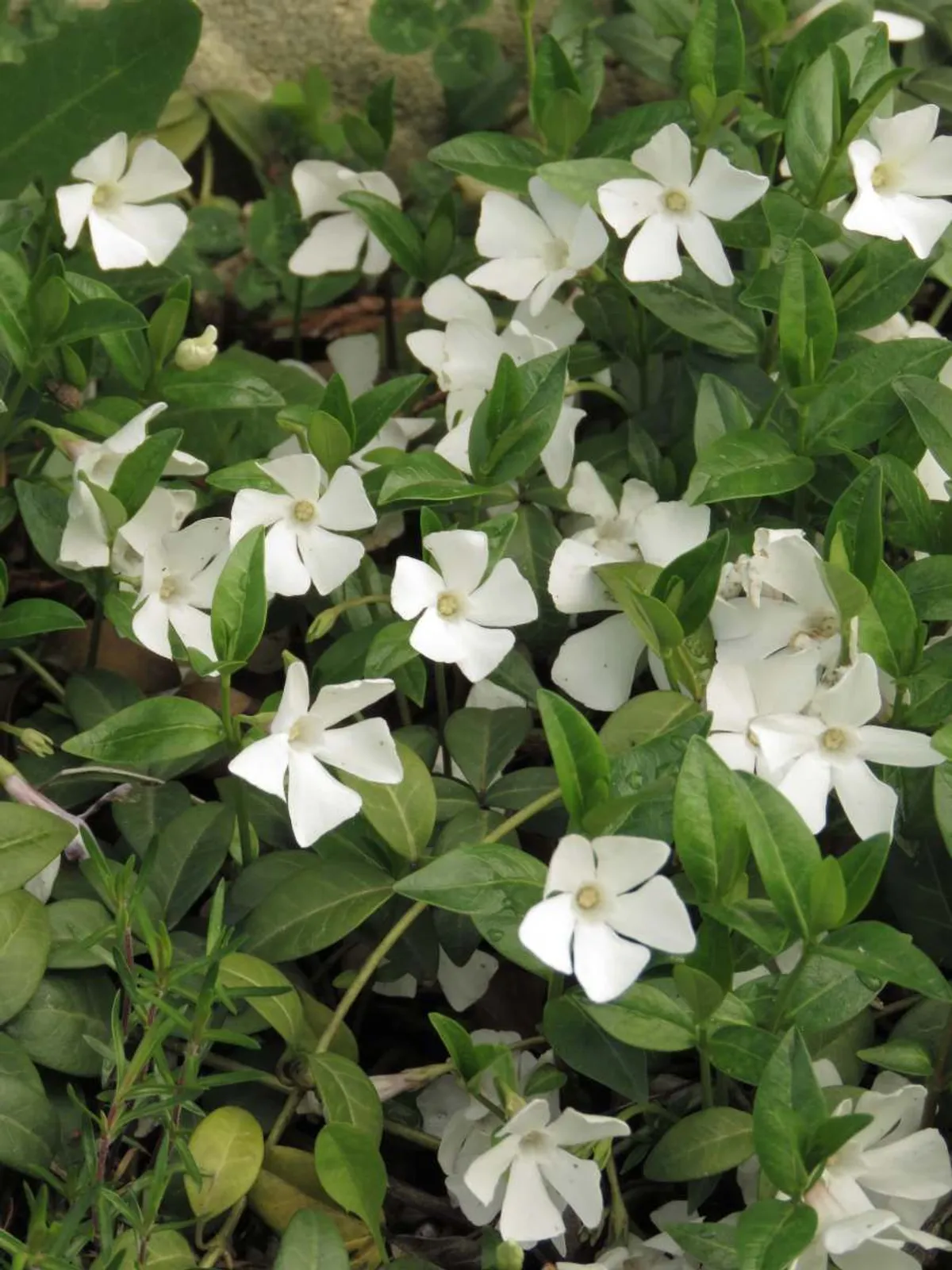 Vintergröna 'Alba', 15-pack