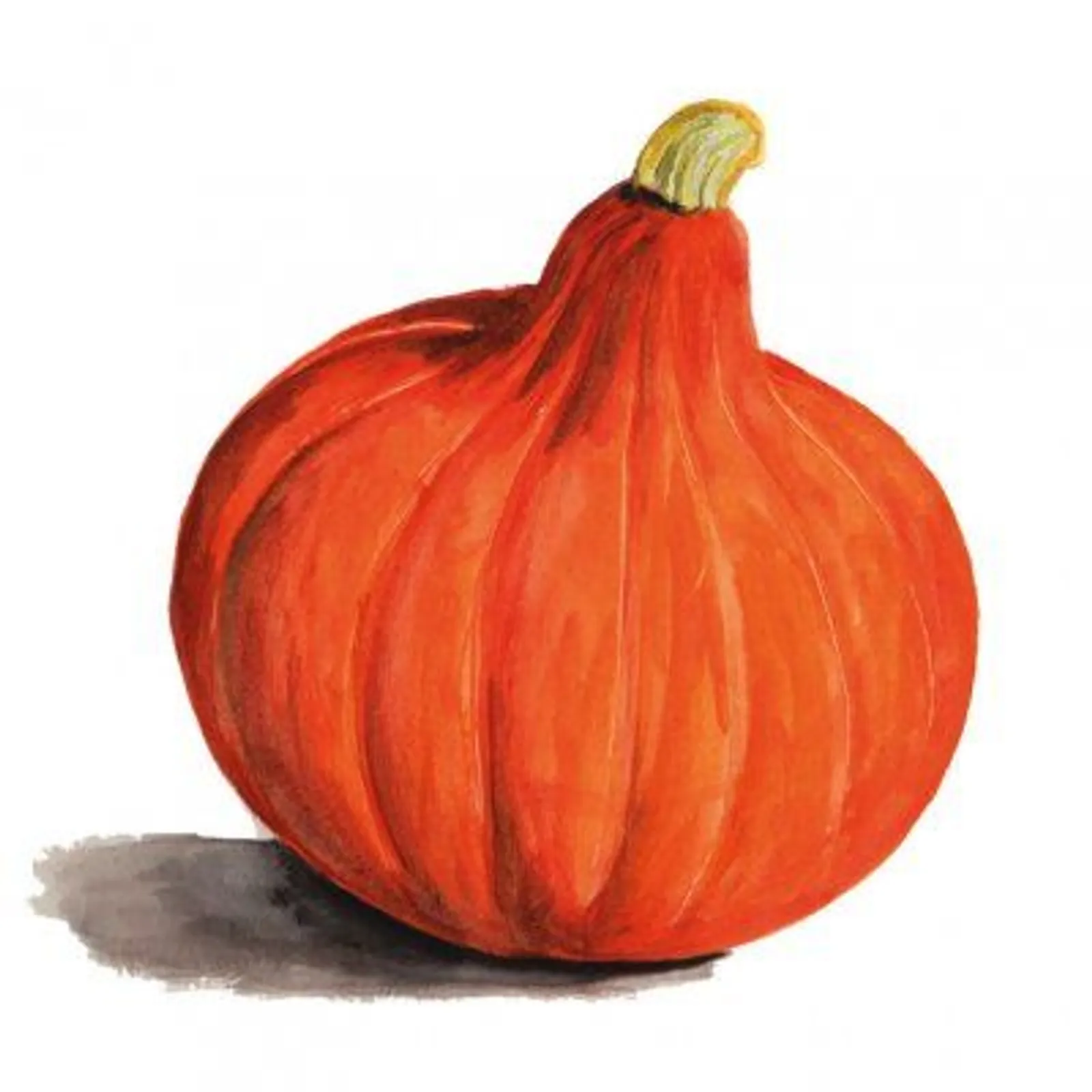 Vintersquash 'Uchiki Kuri', Frö