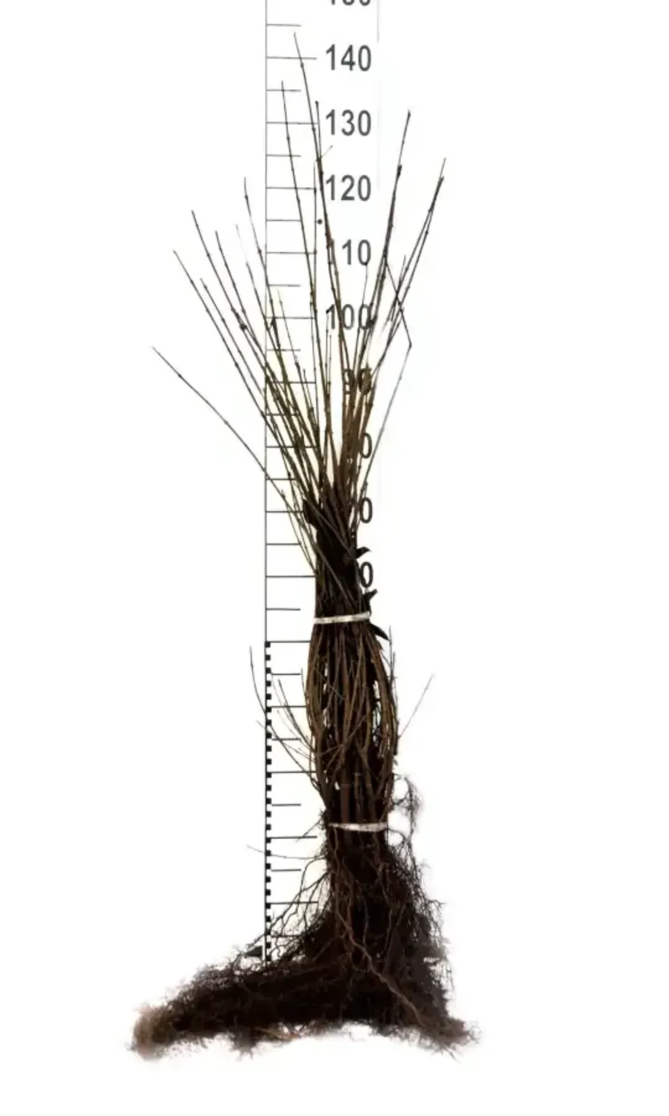 Vinterliguster 'Liga', 50-80, 3-5 grenar cm - miniatyr 5