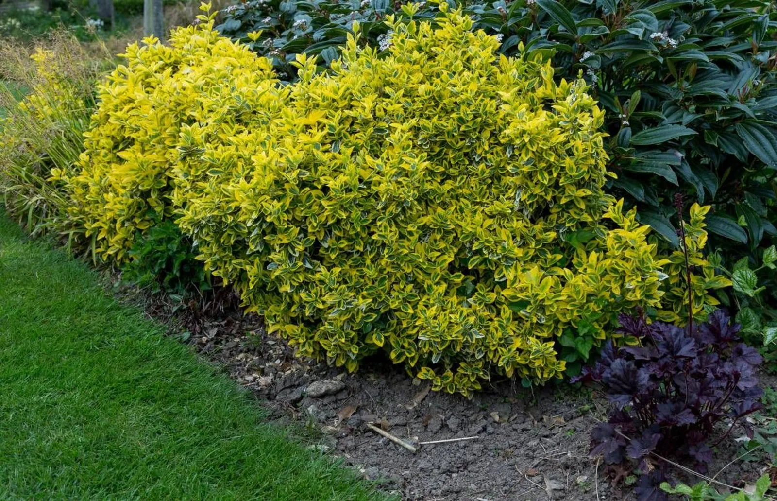 Klätterbenved 'Emerald 'n' Gold', 15-30 cm - miniatyr 2