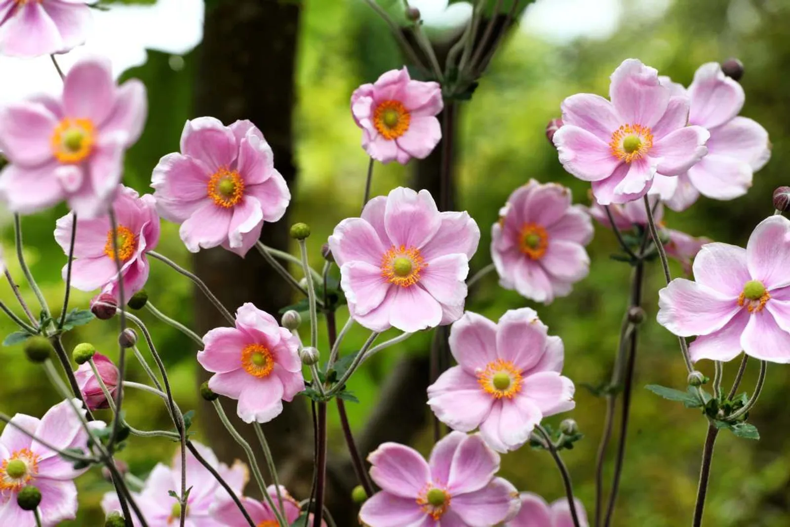 Höstanemon 'Robustissima', 3-pack