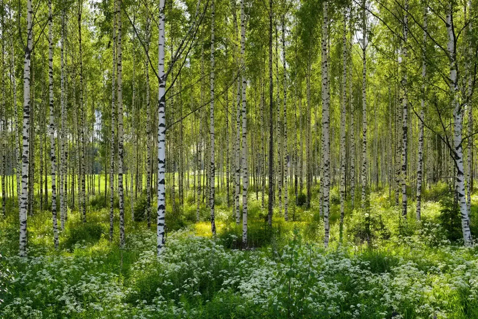 Vårtbjörk, 60-100 cm - miniatyr 4