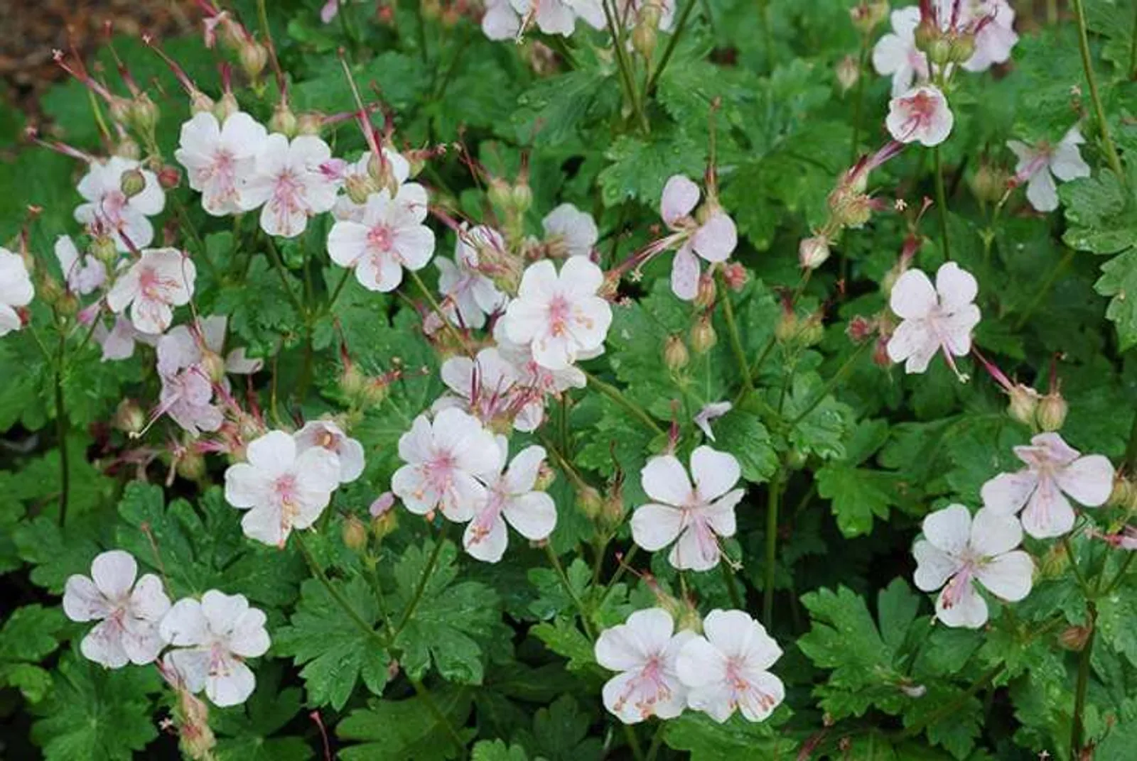 Liten Flocknäva "Biokovo", 15-pack - miniatyr 2