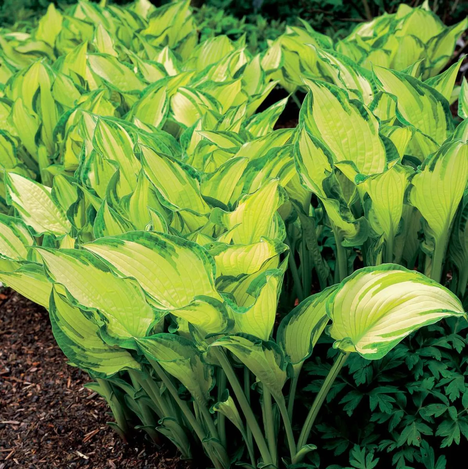 Blomsterfunkia 'Fortunei Albopicta', 3-pack