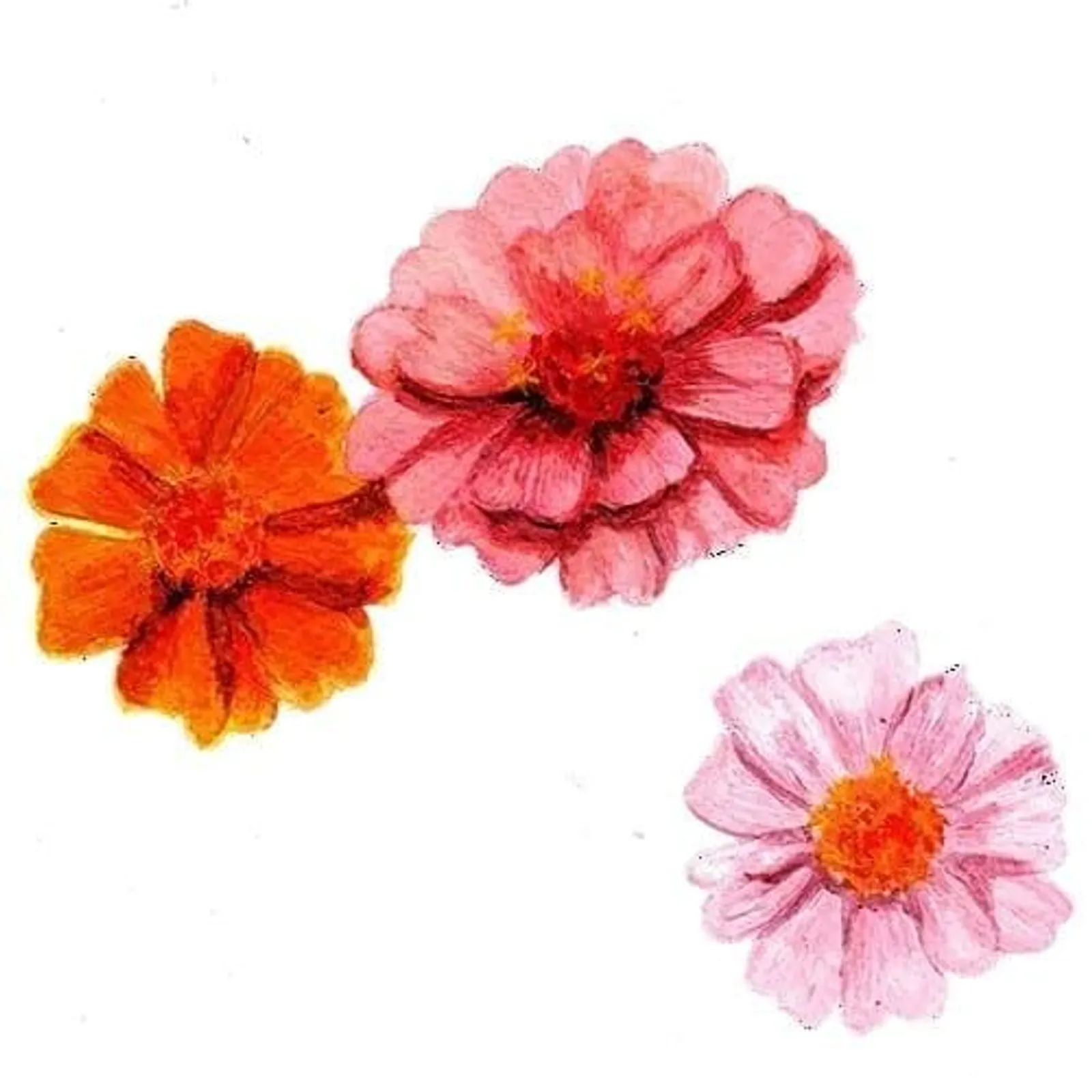 Ettåriga - annueller
