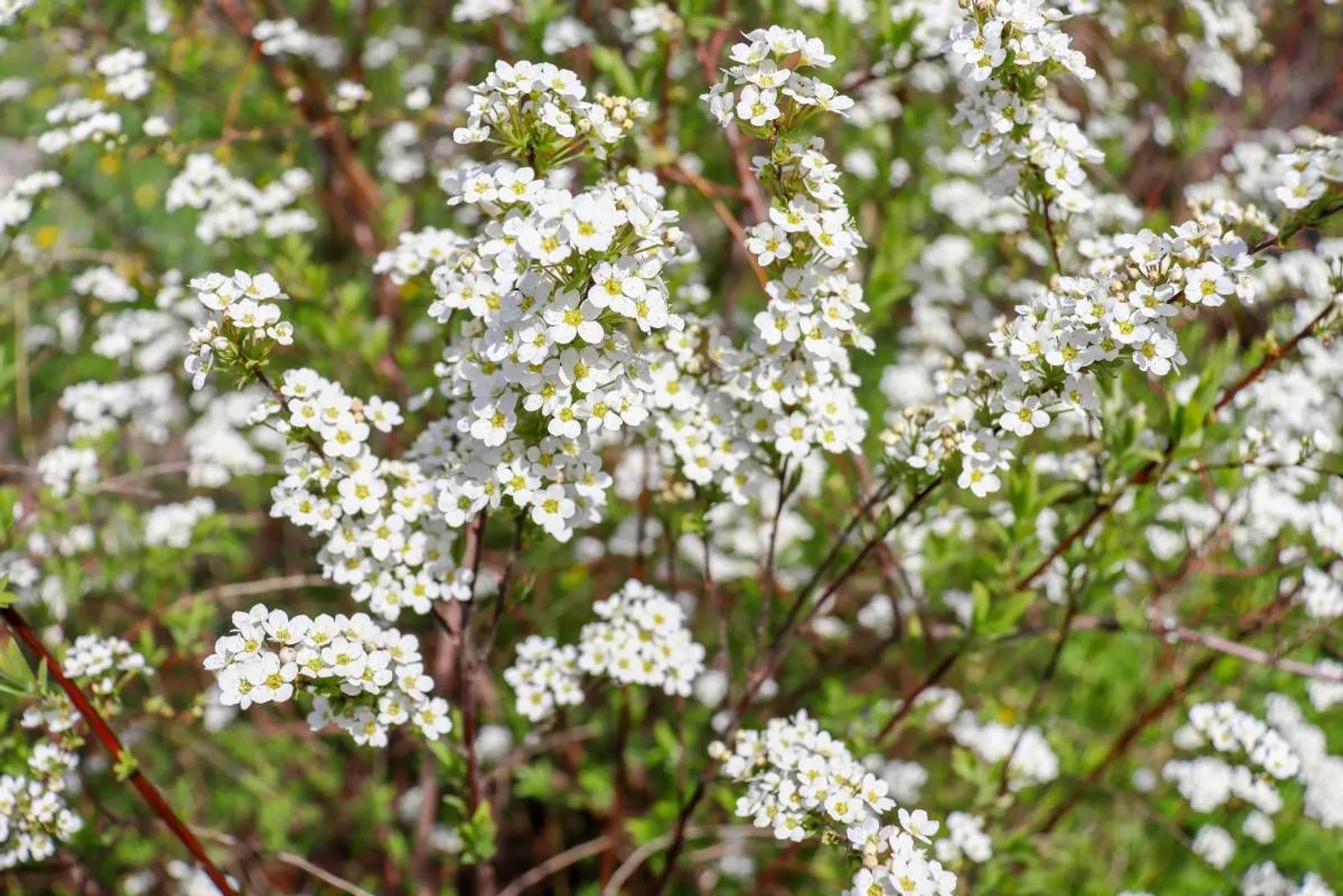 Norskspirea 'Grefsheim', 60-100 cm, Goliat - miniatyr 4