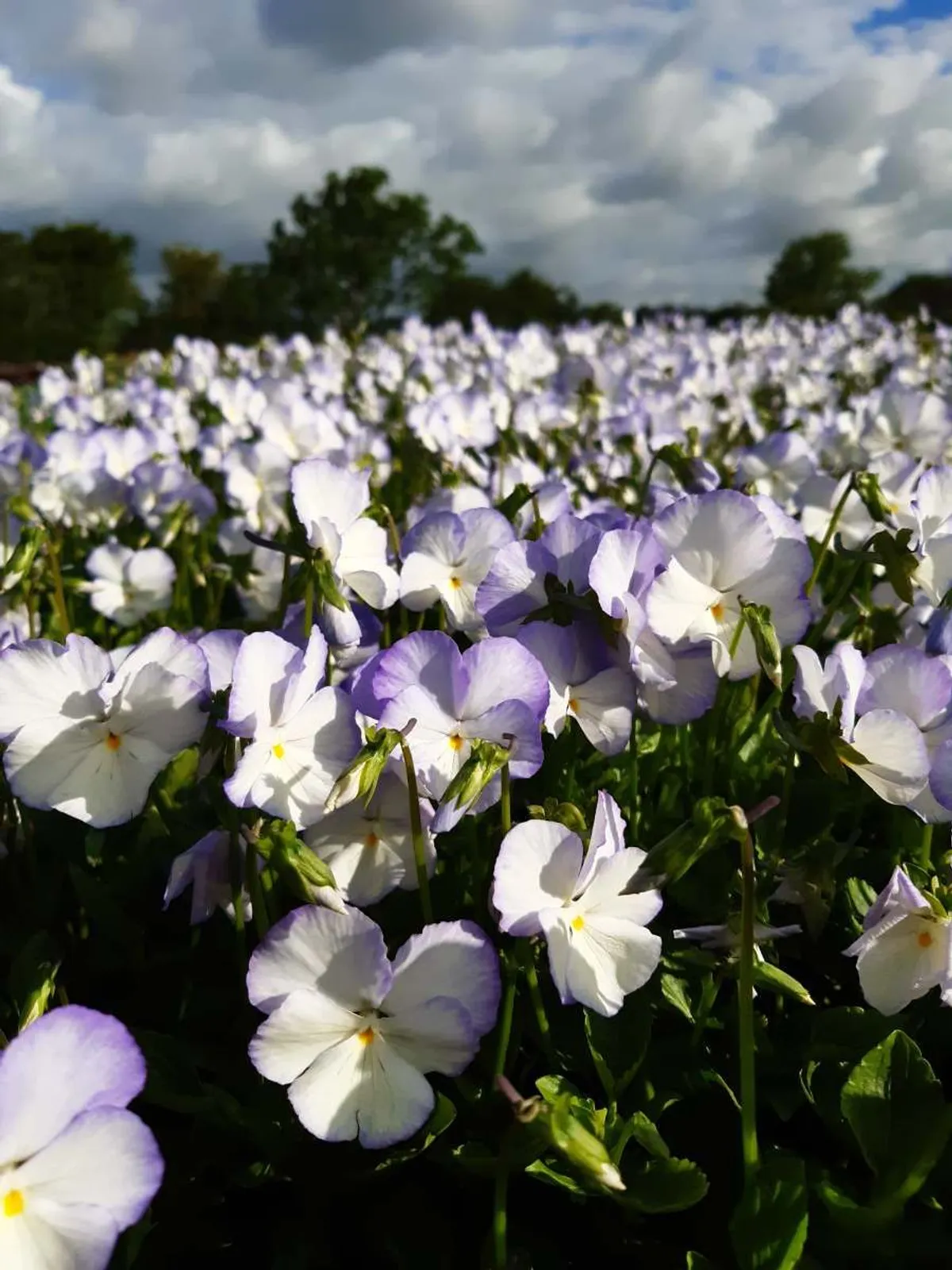 Bukettviol 'Ullas Favorit', 3-pack
