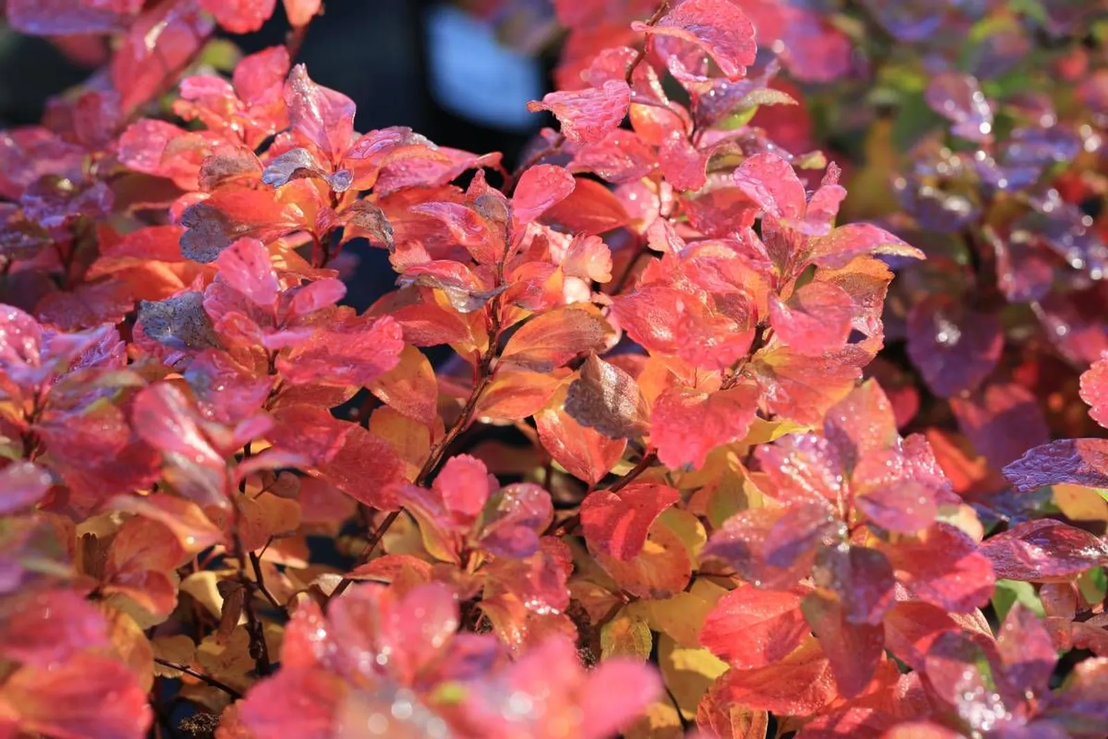 Björkspirea 'Tor' E, 10-15 cm - miniatyr 5