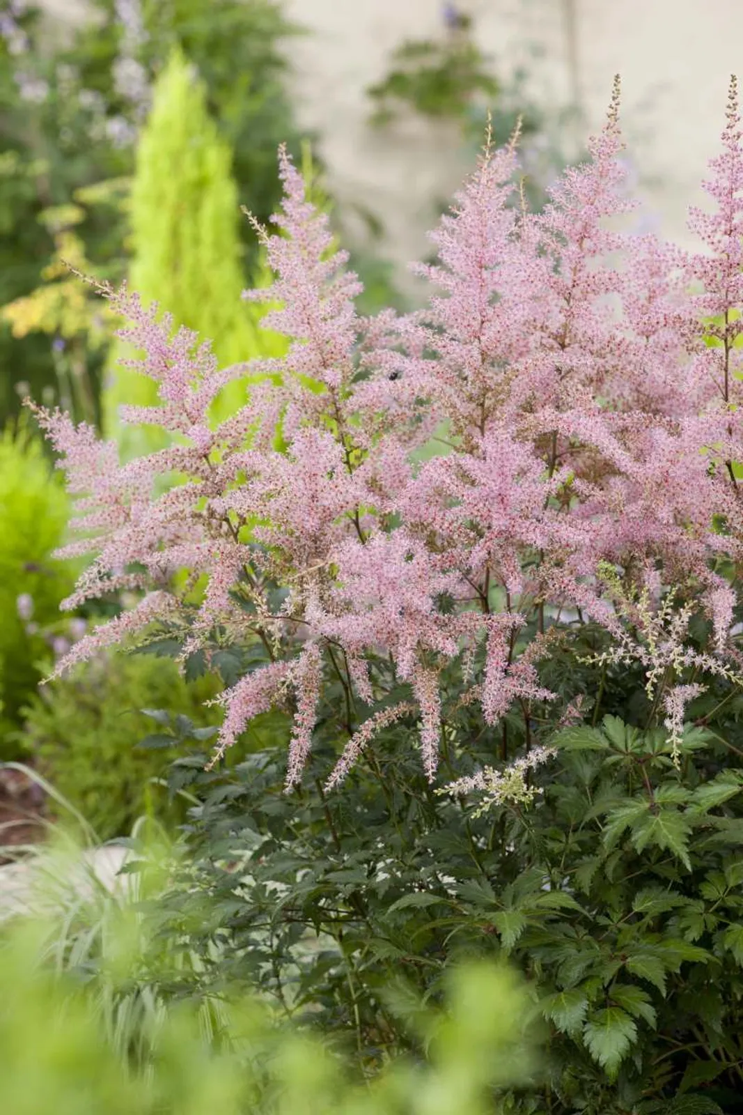 Fjäderastilbe 'Sprite', 3-pack