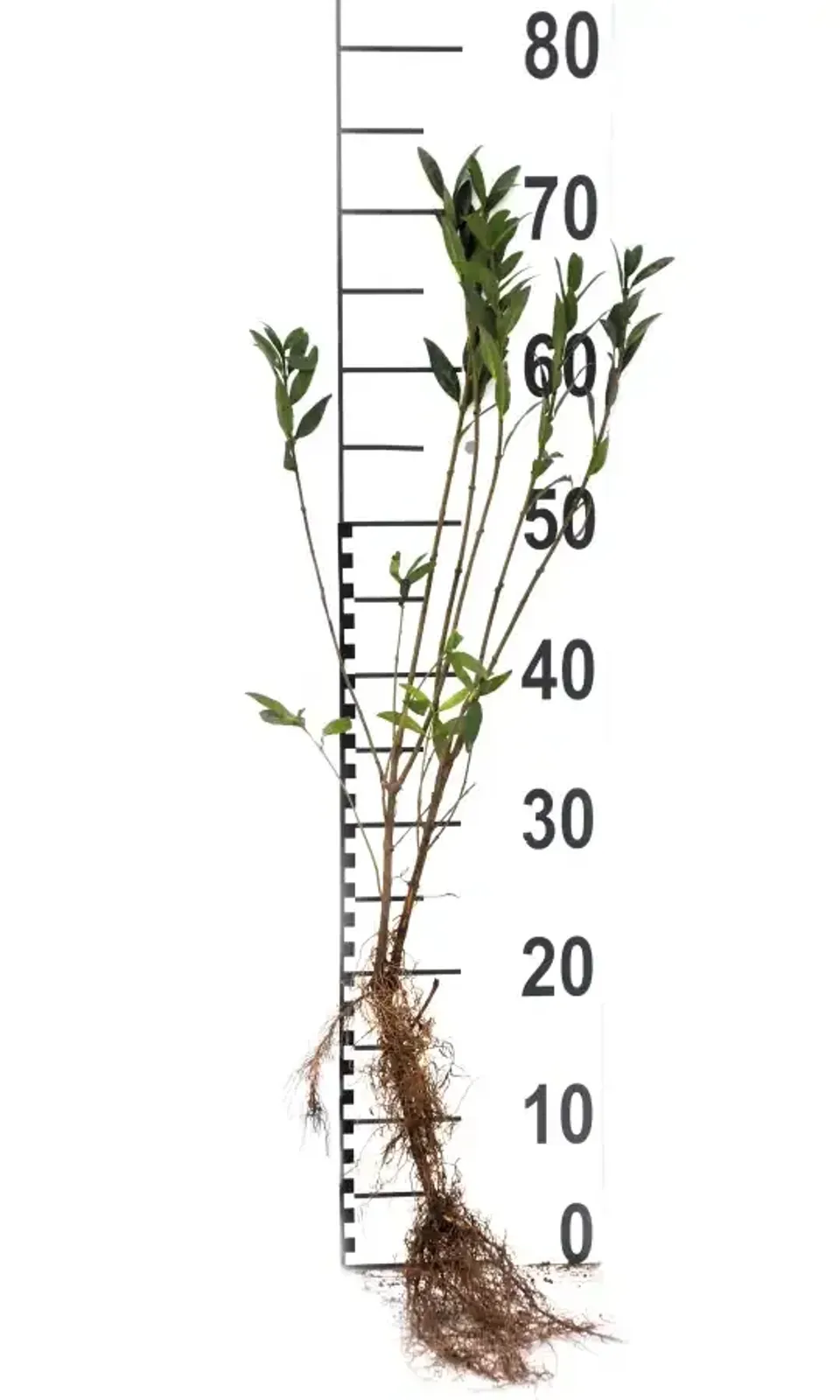 Vinterliguster 'Liga', 30-50 cm - miniatyr 6