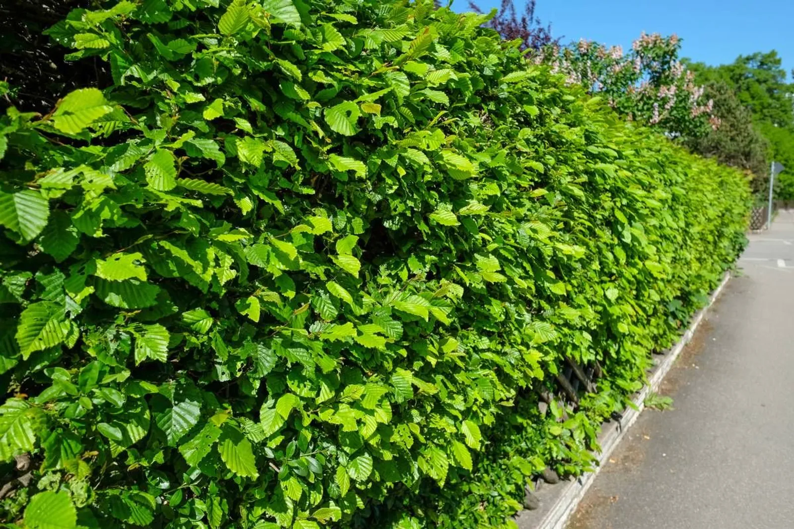 Avenbok, 100-125 cm, Goliat - miniatyr 2