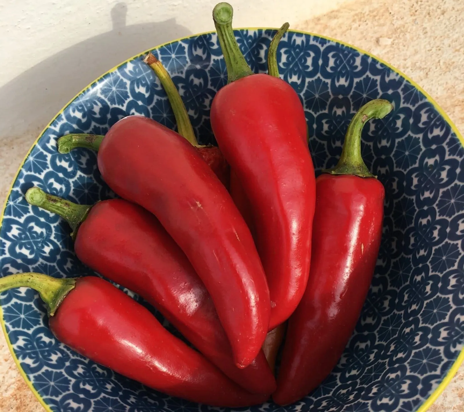 Paprika 'Korosco', ekofrö