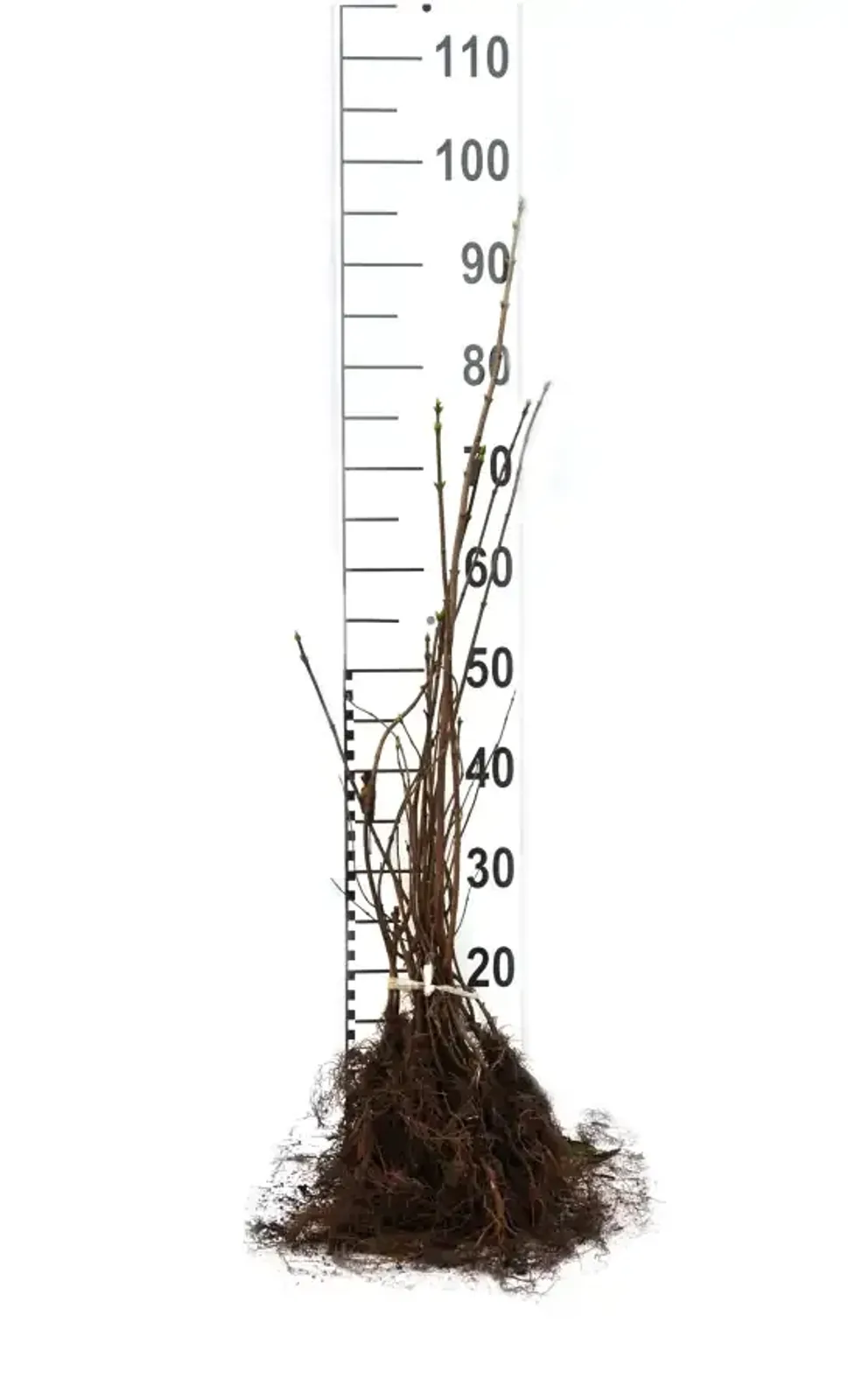 Vit syren, 30-50 cm - miniatyr 6