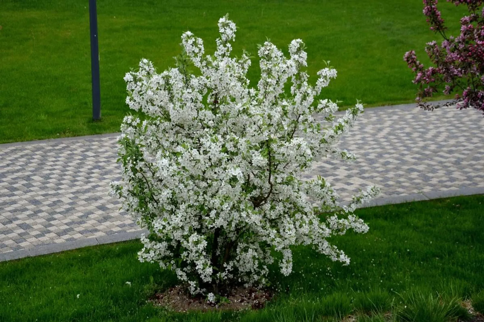 Bukettapel, 20-40 cm - miniatyr 4