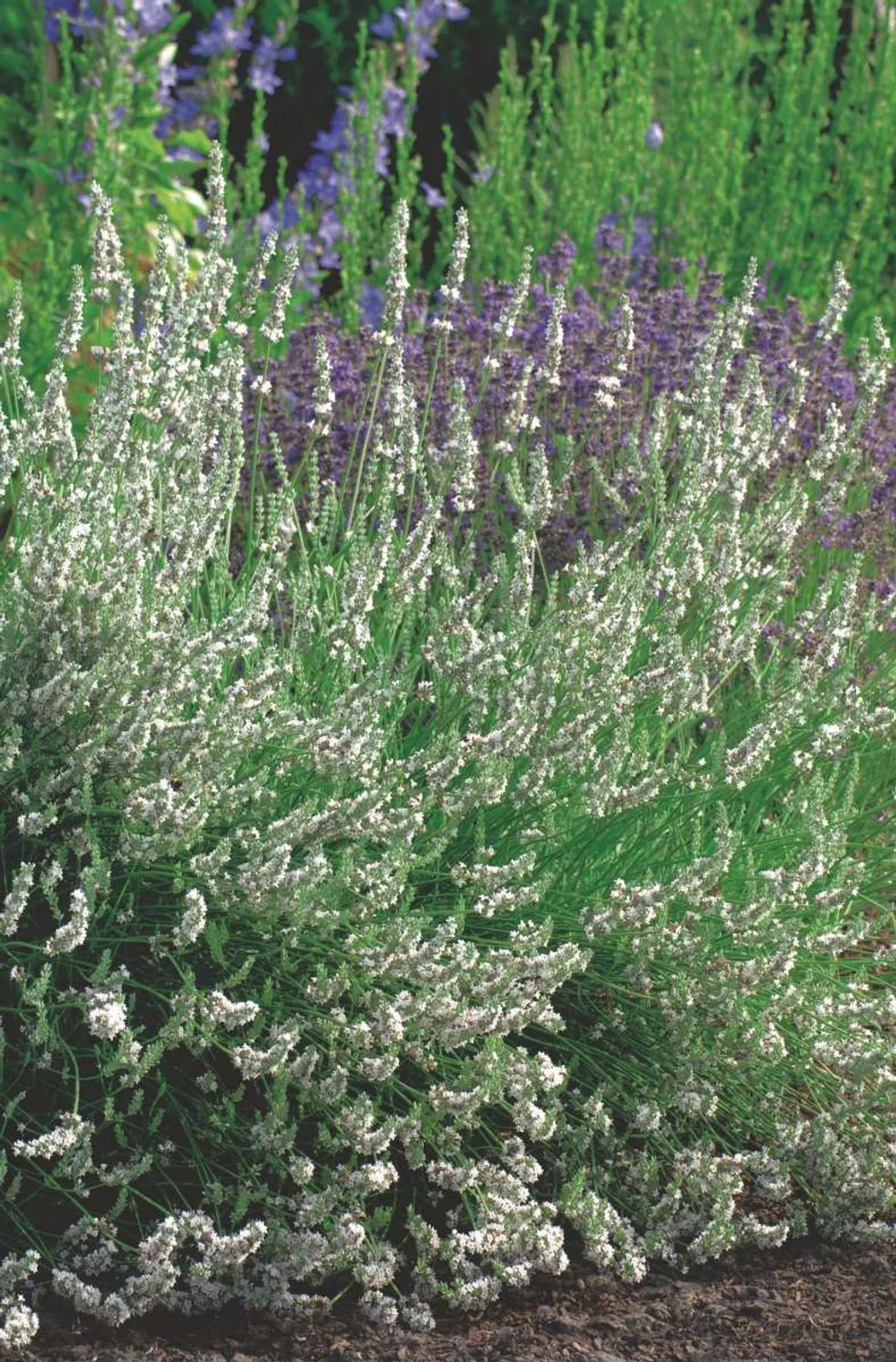 Lavendel 'Edelweiss', 15-pack