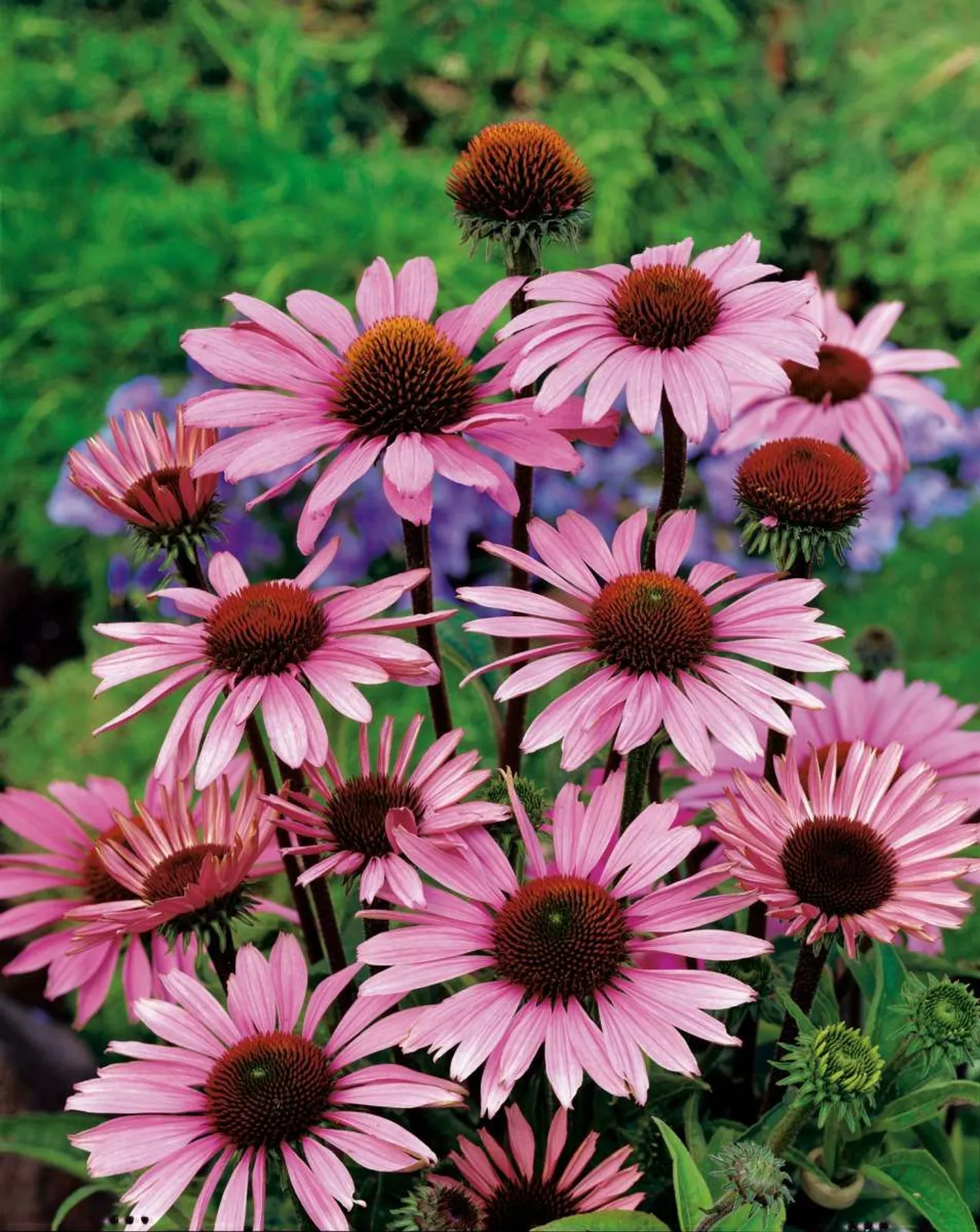 Solhatt 'Magnus', 10-pack