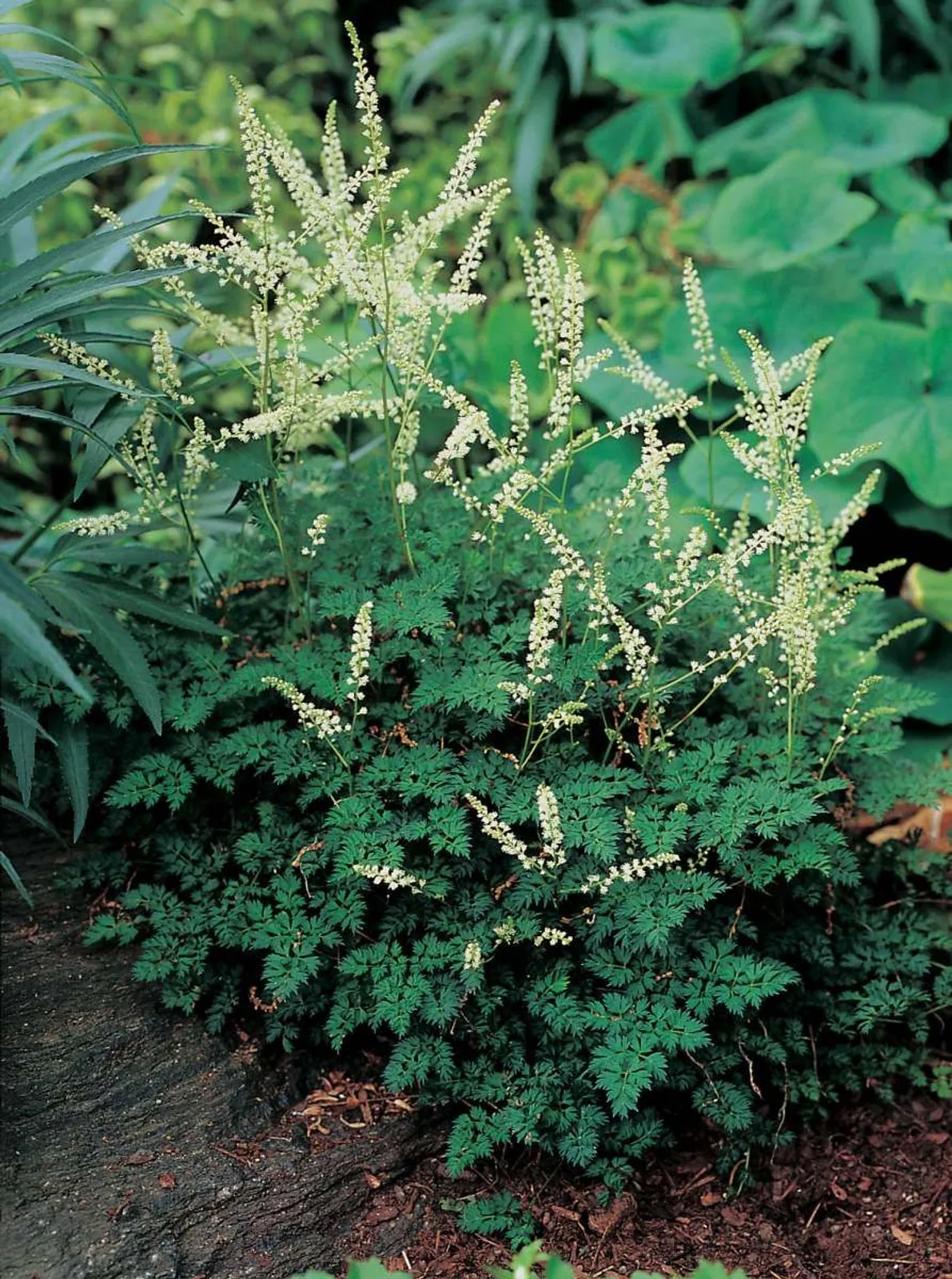 Koreansk Plymspirea, 3-pack
