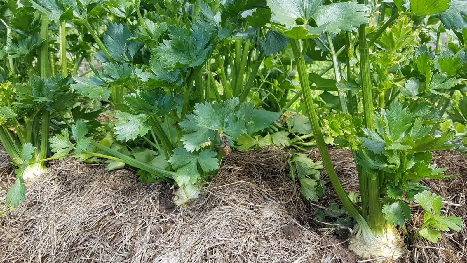 Rotselleri 'Mars', ekofrö - miniatyr 2