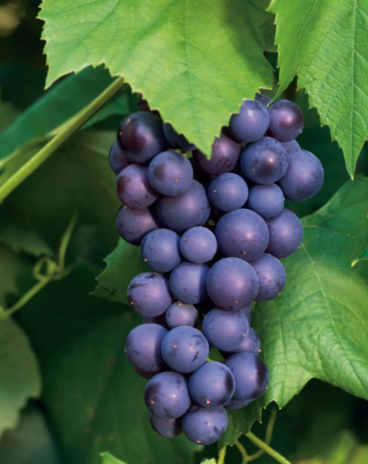 Vindruva 'Glorie Boskoop', 10-pack