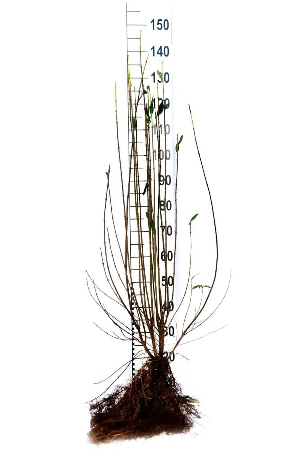 Vinterliguster 'Liga', 125-150 cm, Goliat - miniatyr 6