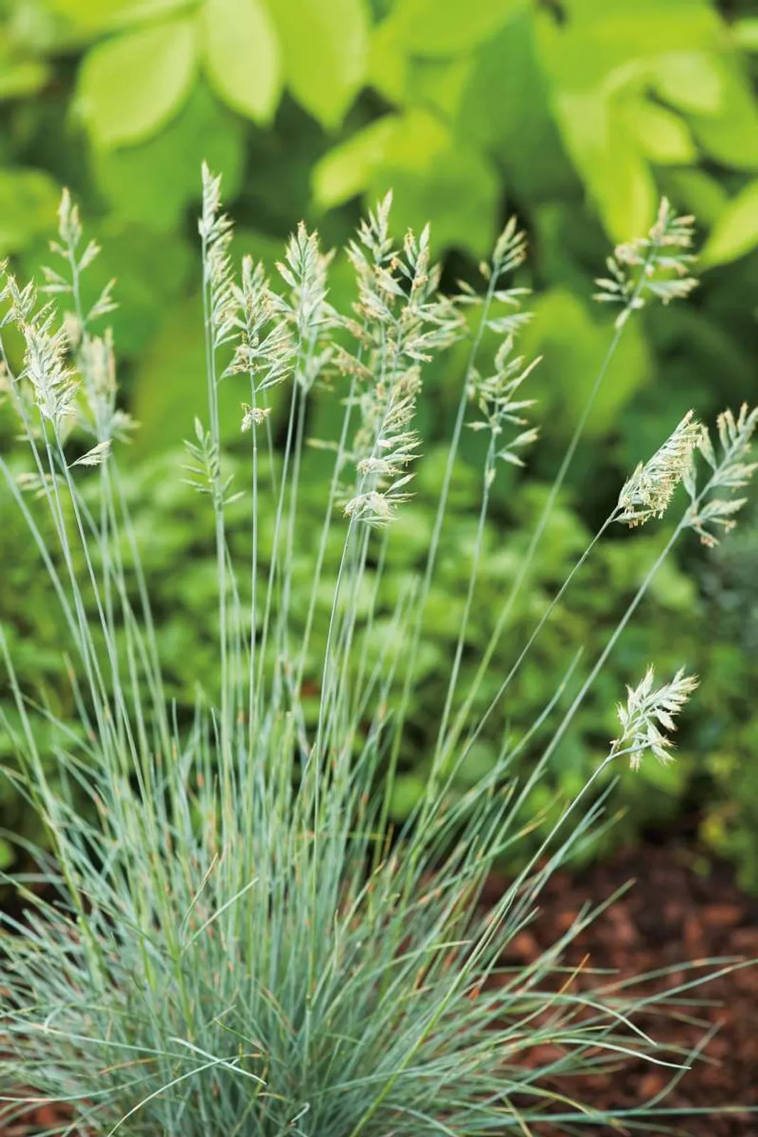 Blåsvingel 'Elijah Blue', 15-pack