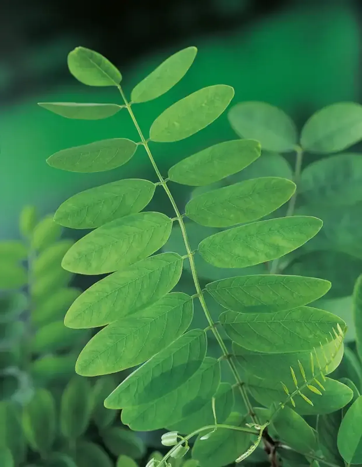 Klotrobinia 'Umbraculifera', Högstammat träd - miniatyr 4