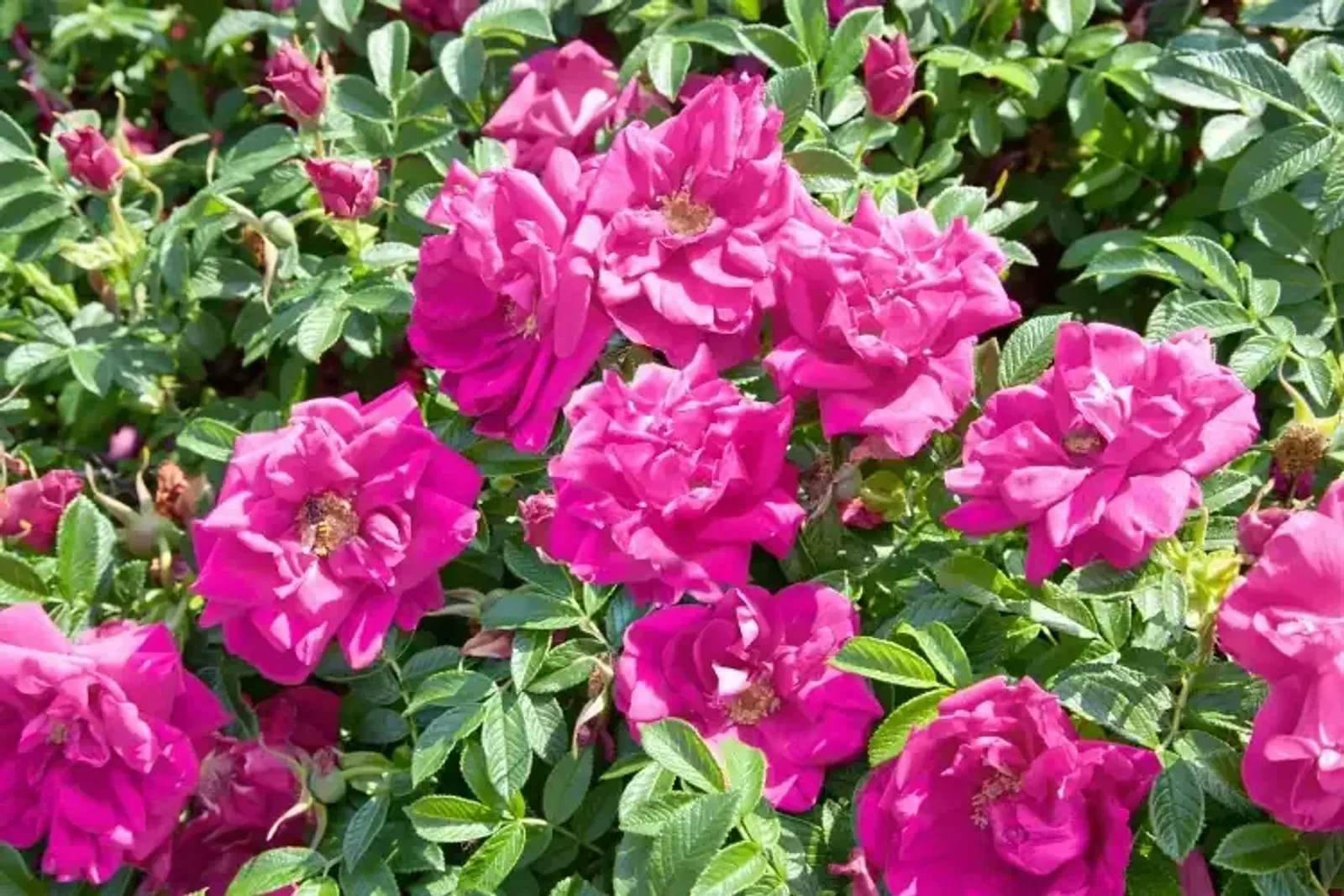 Rugosa-ros 'Hansa', 30-50 cm