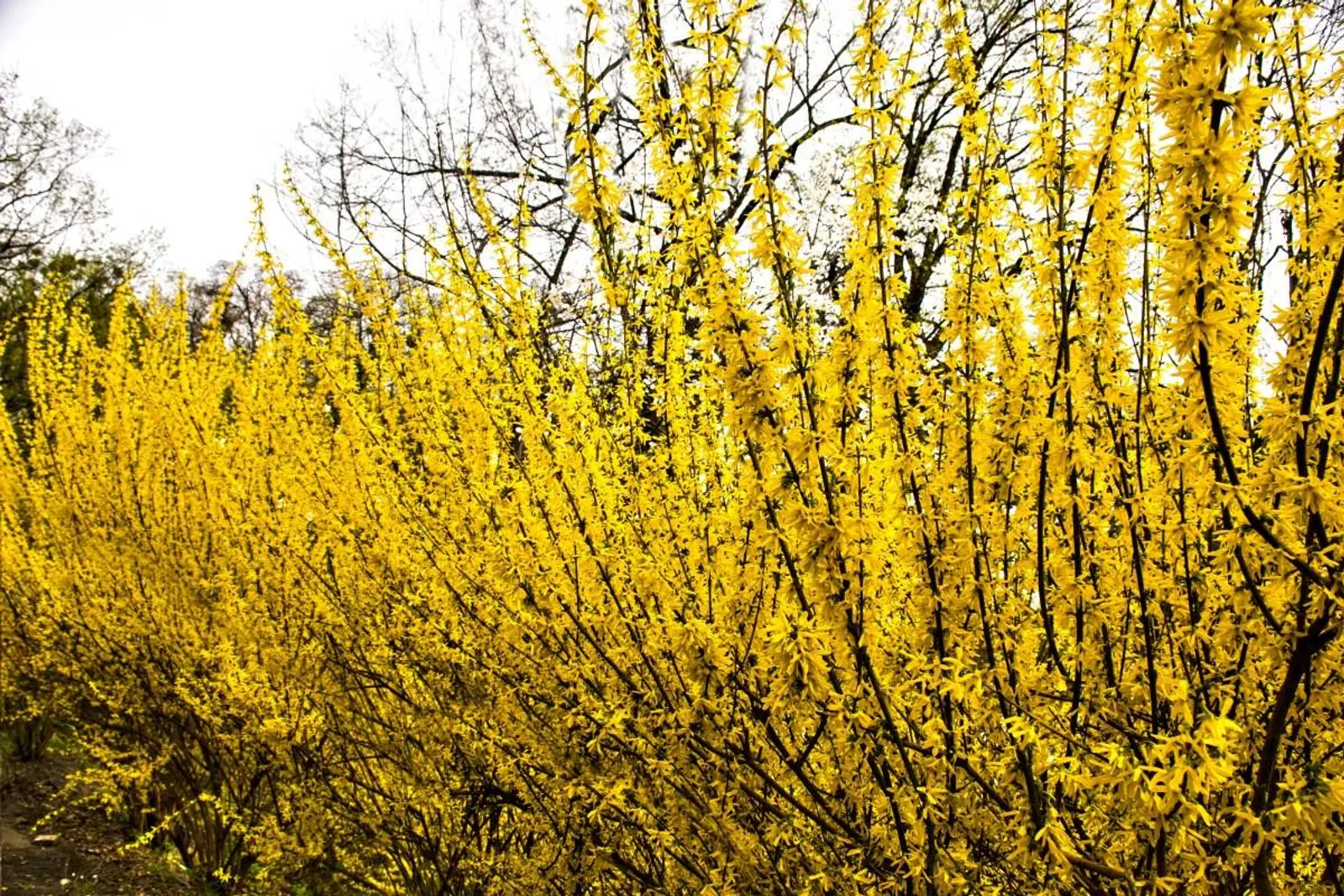 Hybridforsythia 'Freja' E, 20-40 cm - miniatyr 5