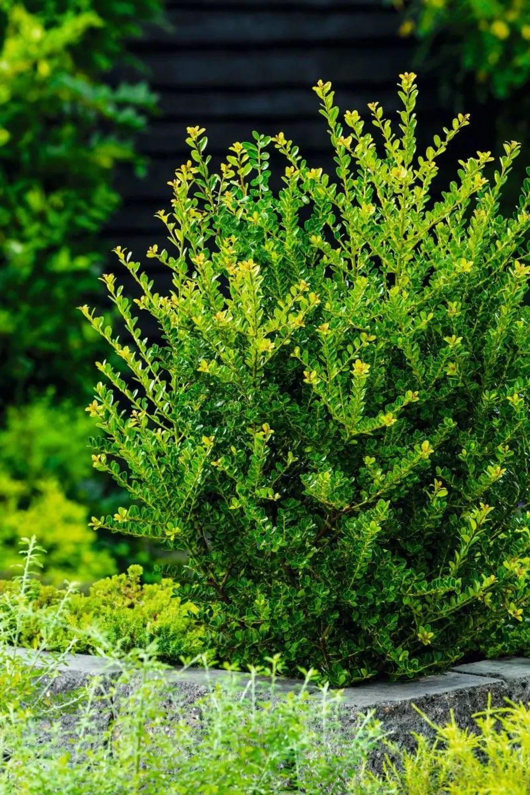 Japansk järnek 'Green Hedge', 10-20 cm - miniatyr 2