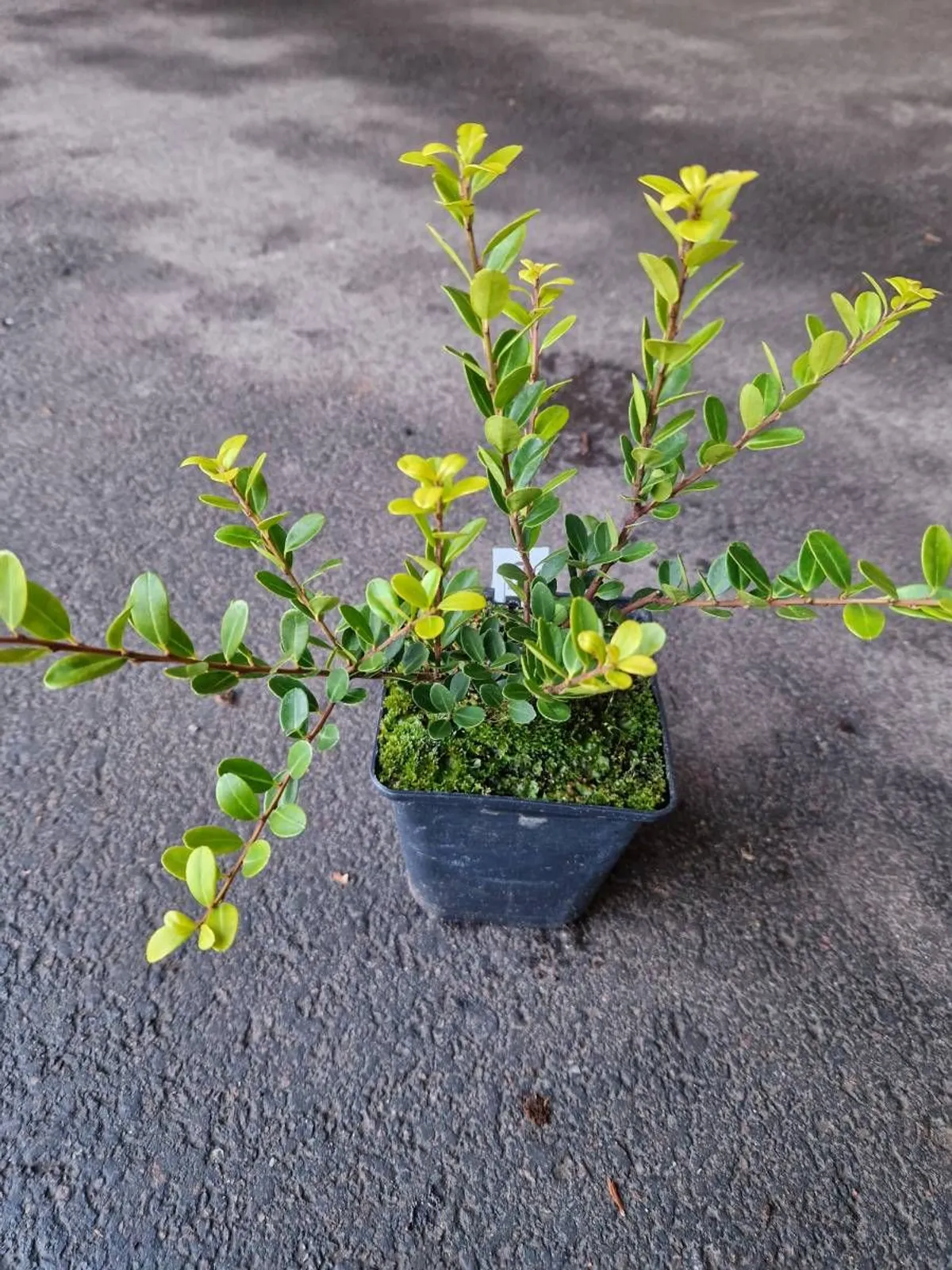 Japansk järnek 'Green Hedge', 10-20 cm - miniatyr 3
