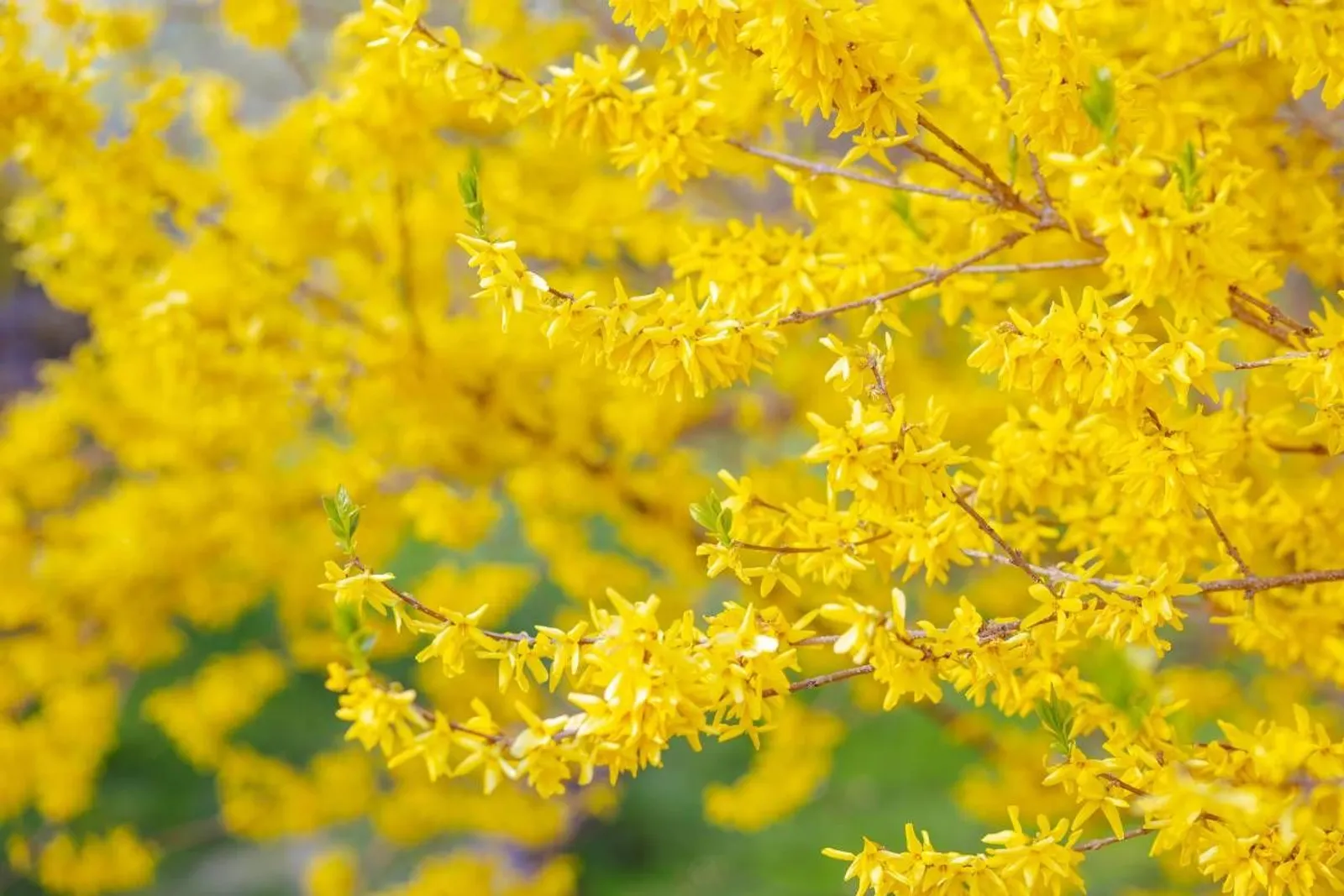 Hybridforsythia 'Freja' E, 20-40 cm - miniatyr 2