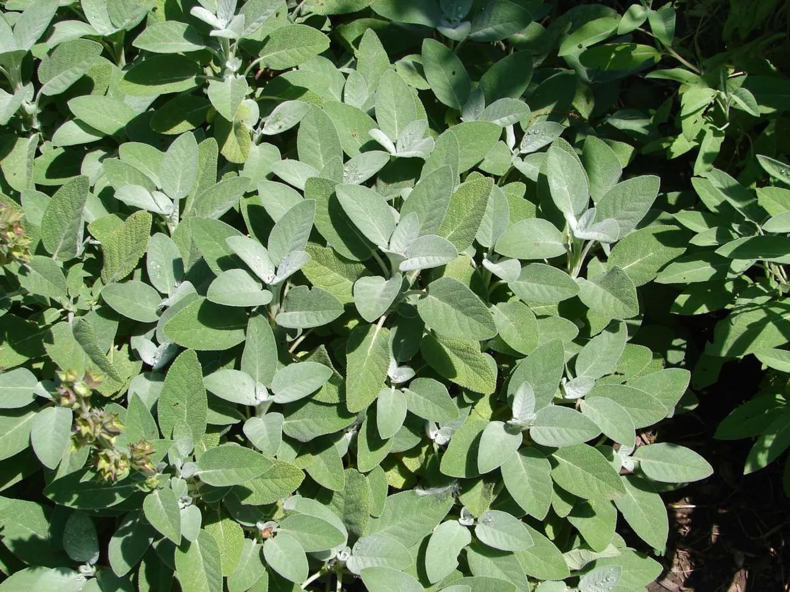 Kryddsalvia 'Berggarten', 15-pack