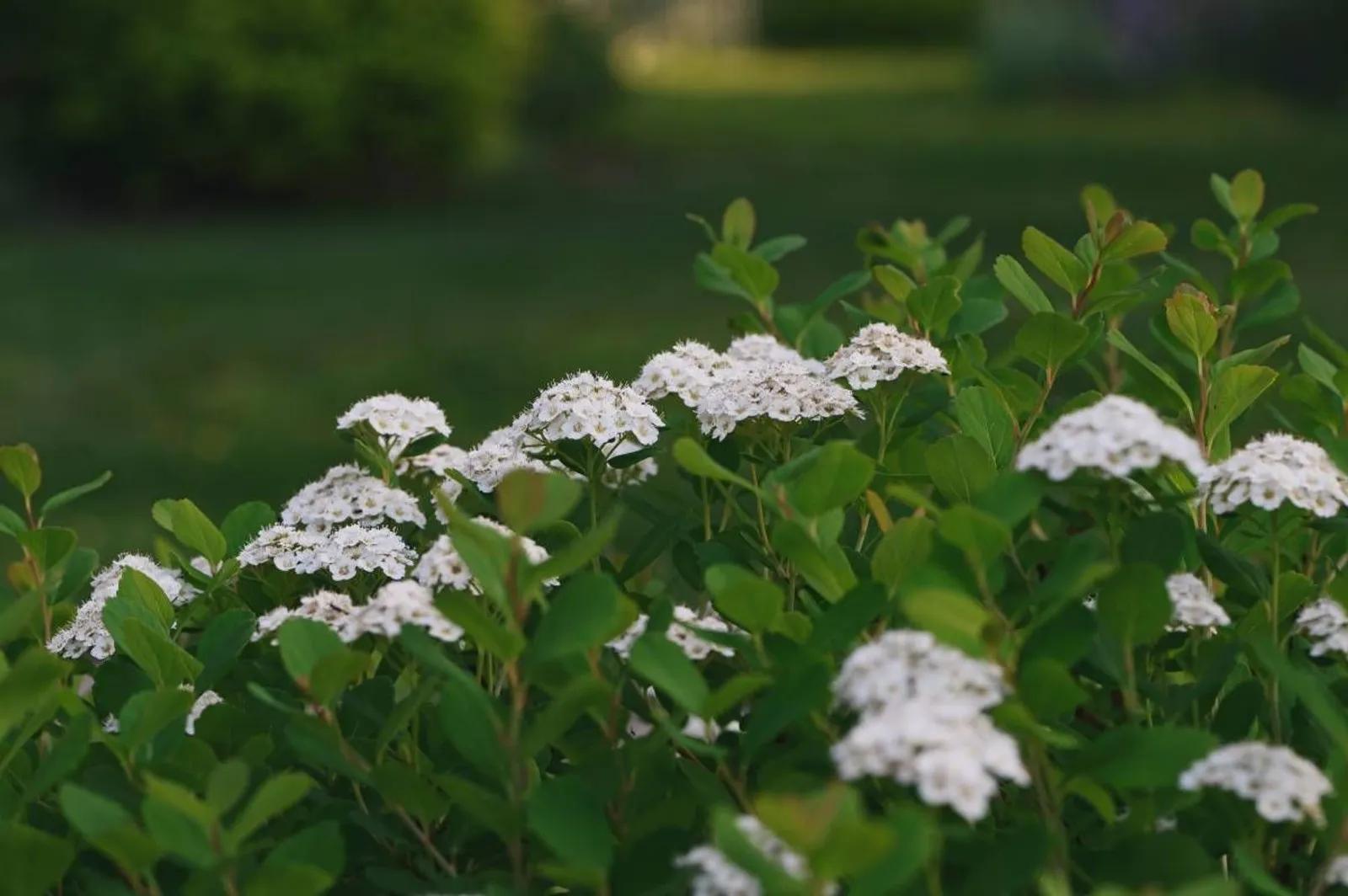 Björkspirea 'Tor' E, 10-15 cm - miniatyr 4