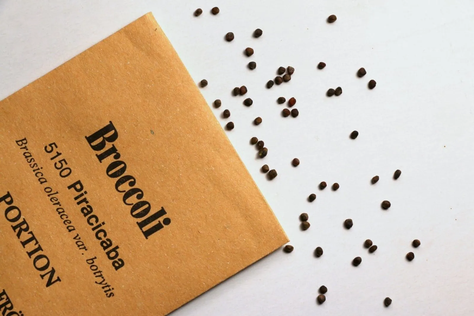 Broccoli 'Piracicaba', ekofrö - miniatyr 3