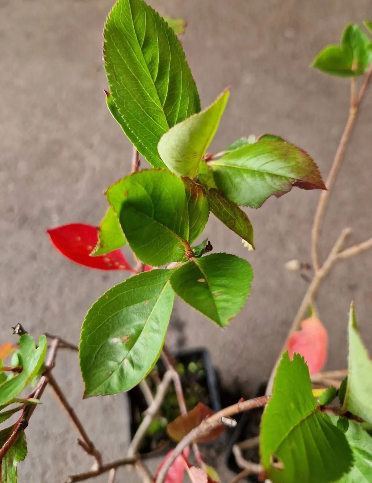 Slånaronia 'Elata' (syn. slånaronia FK Västeråker), 20-40 cm - miniatyr 9