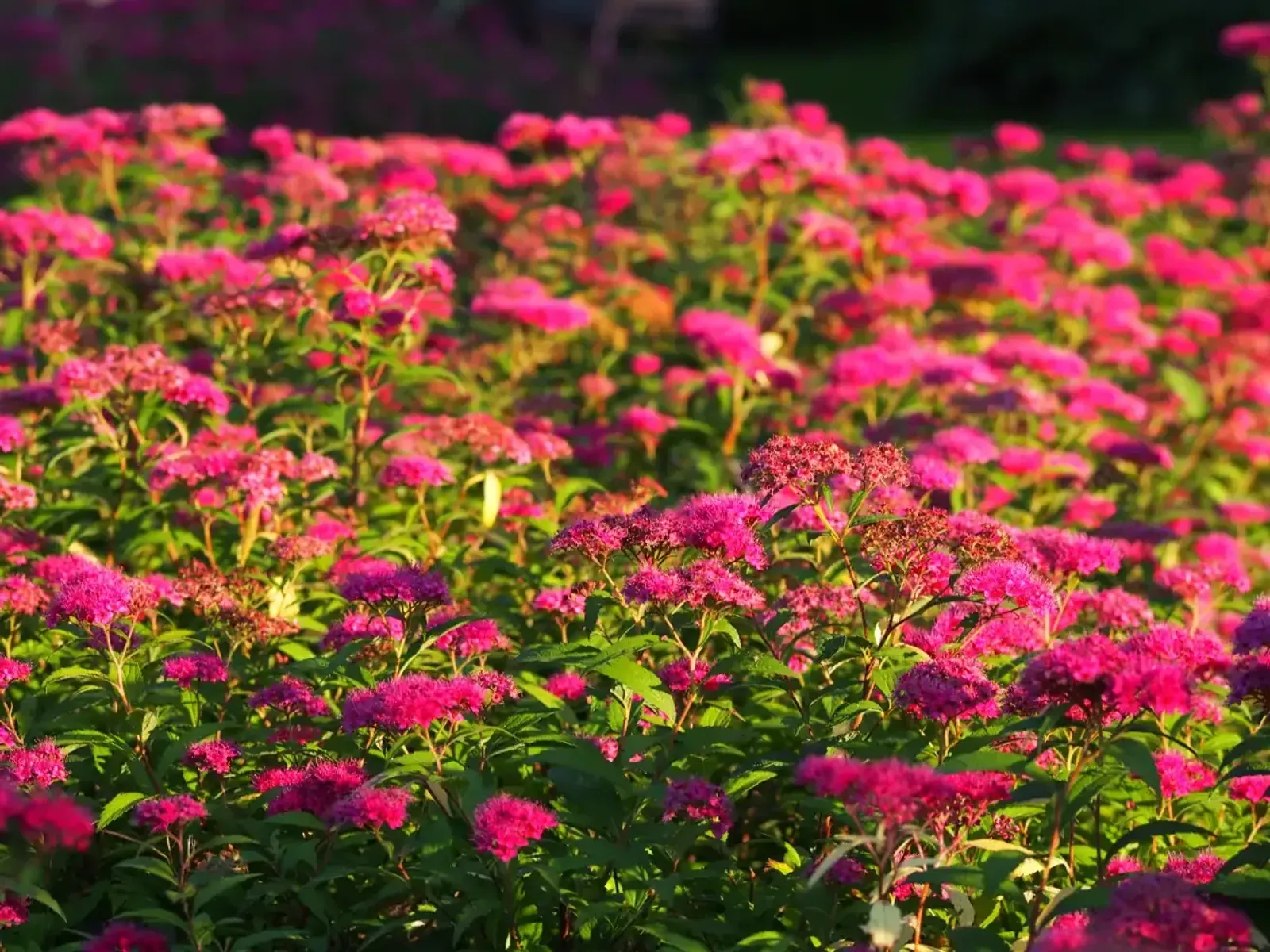 Rosenspirea, 15-30 cm - miniatyr 4