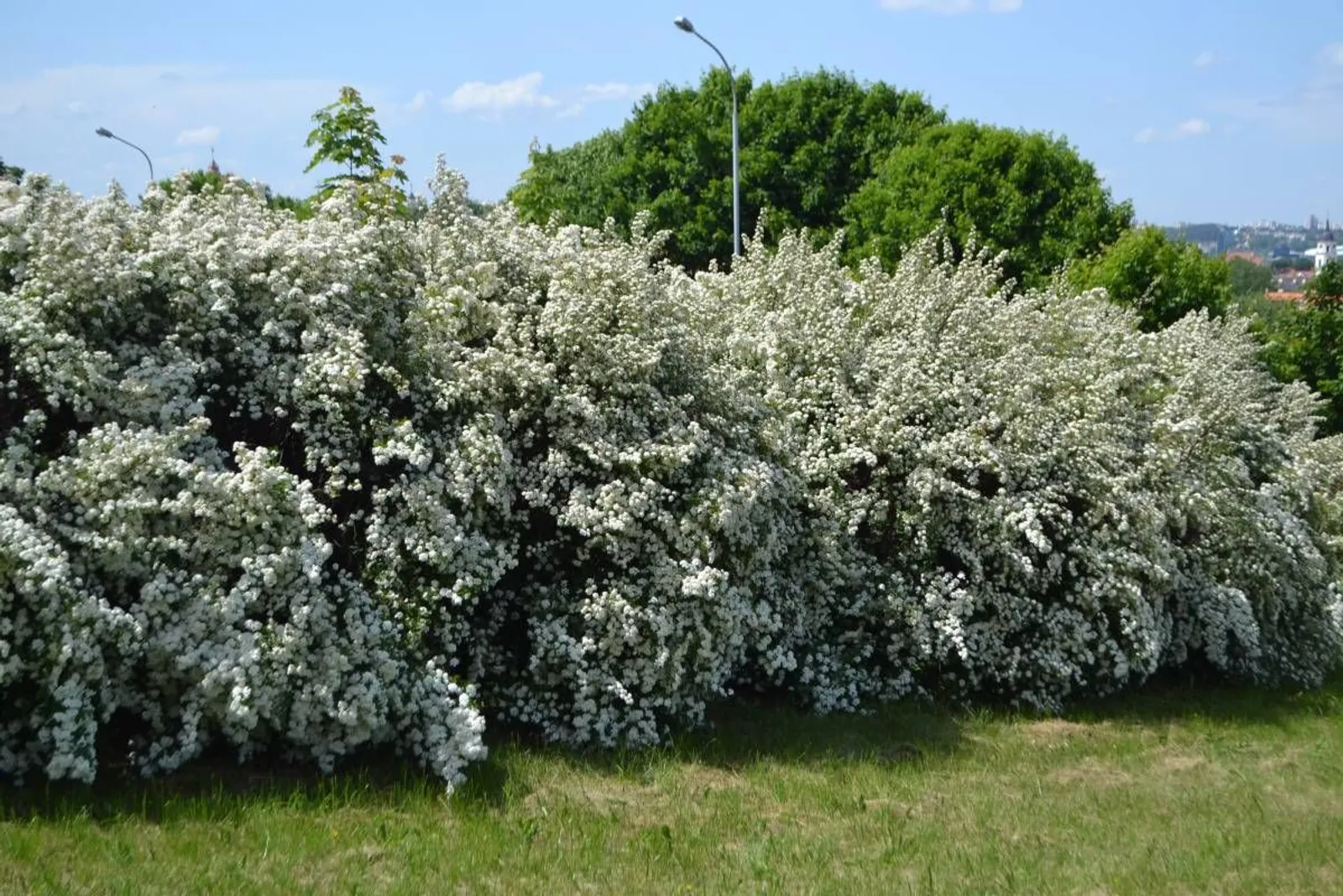 Bukettspirea, 80-100 cm, Goliat - miniatyr 2