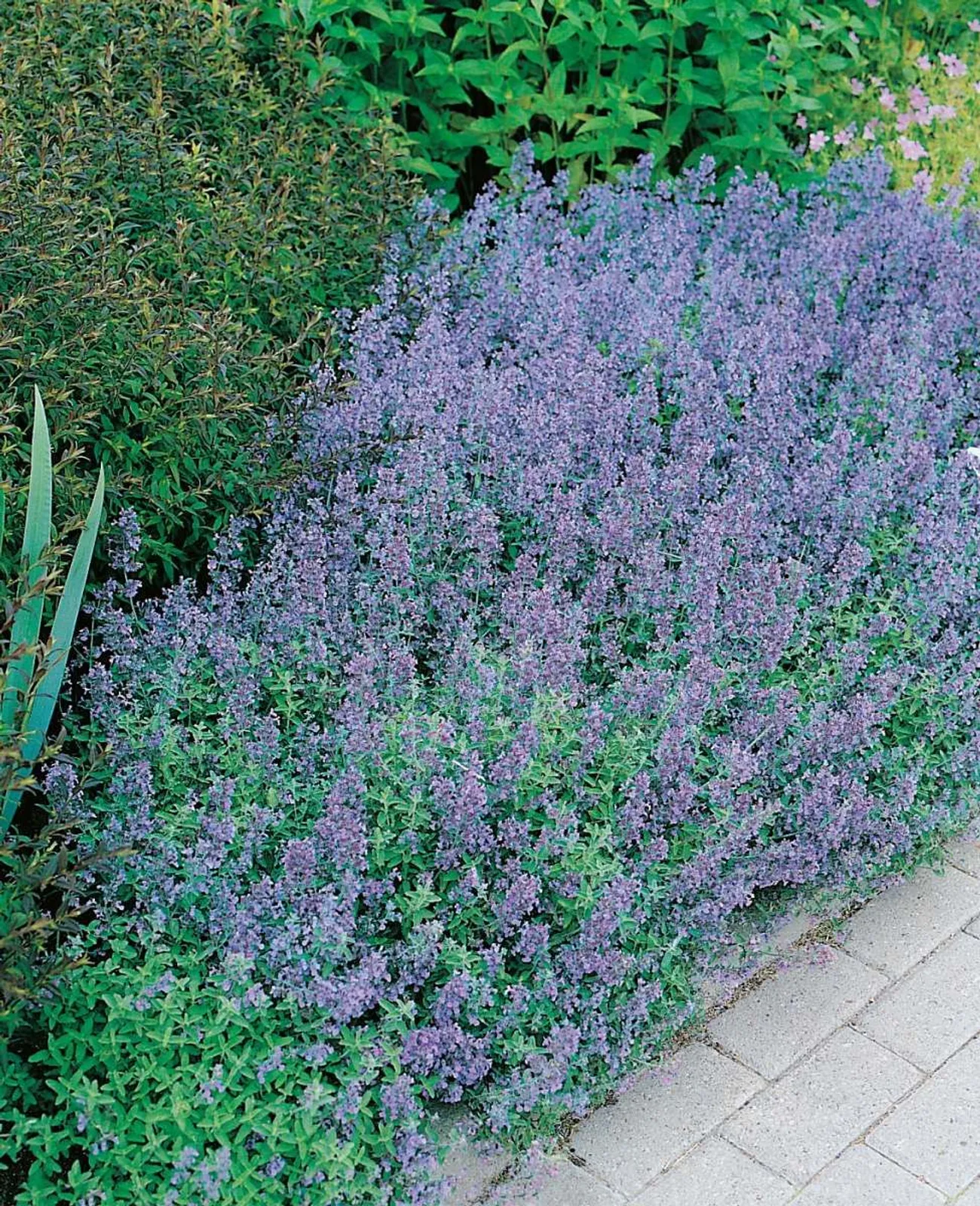 Kantnepeta, 15-pack
