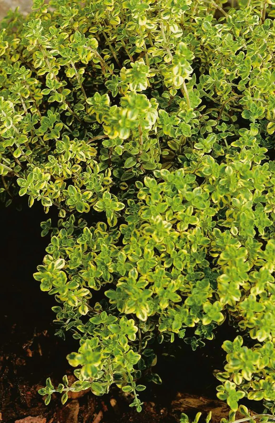 Citrontimjan 'Aureus', 15-pack