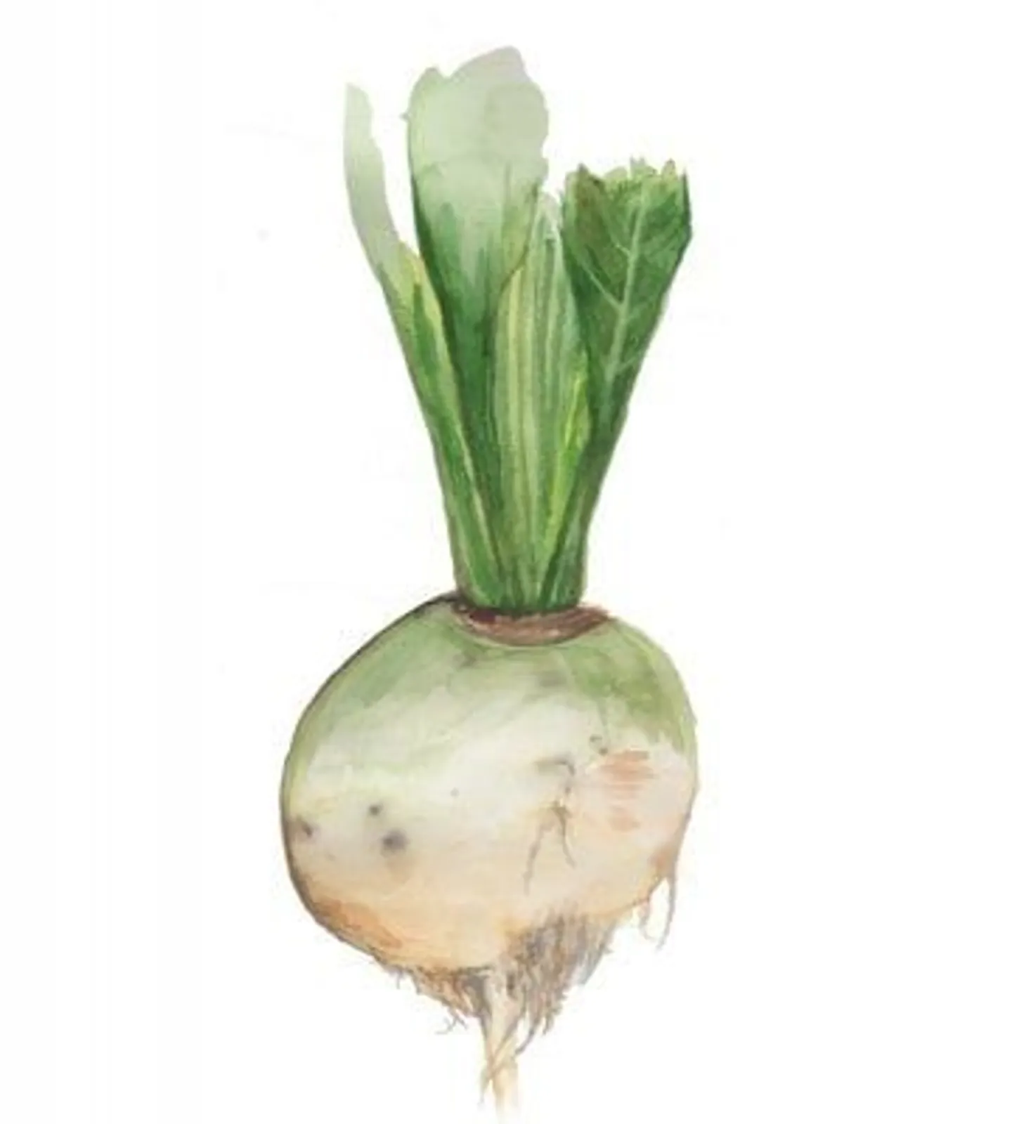 Vitbeta 'Blankoma', Frö