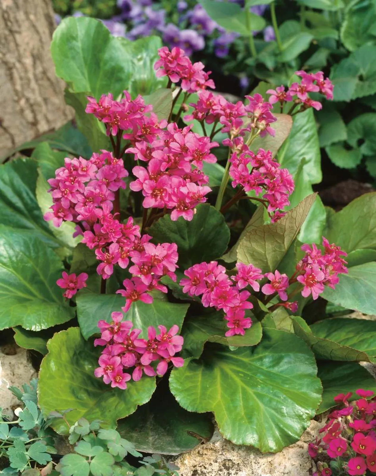 Hjärtbergenia 'Rotblum', 15-pack