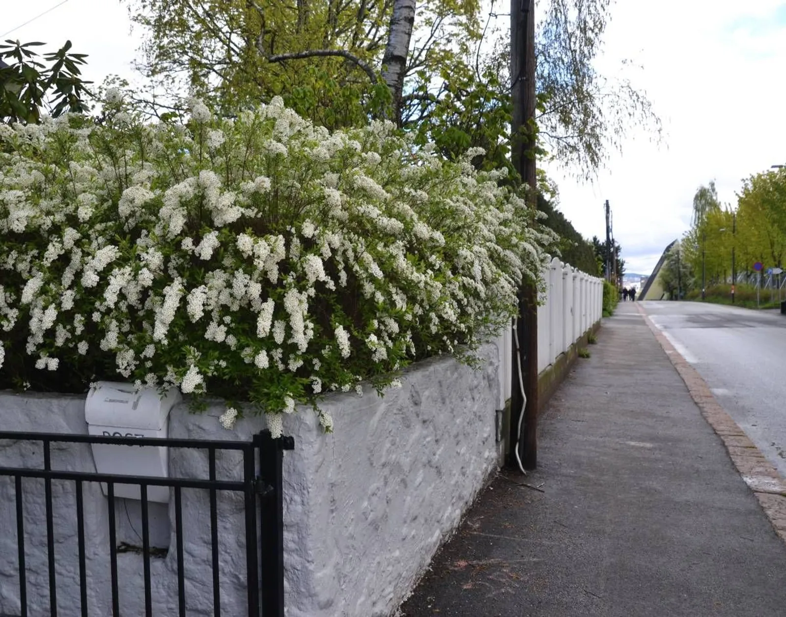 Norskspirea 'Grefsheim', 60-100 cm, Goliat - miniatyr 6