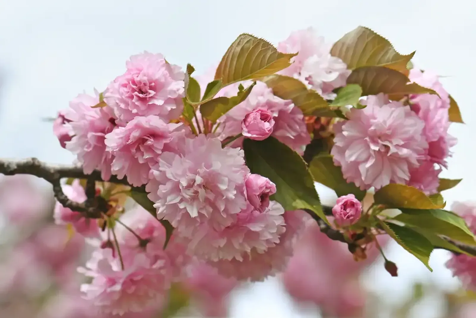 Japanskt Prydnadskörsbär 'Kanzan', Högstammat träd - miniatyr 4