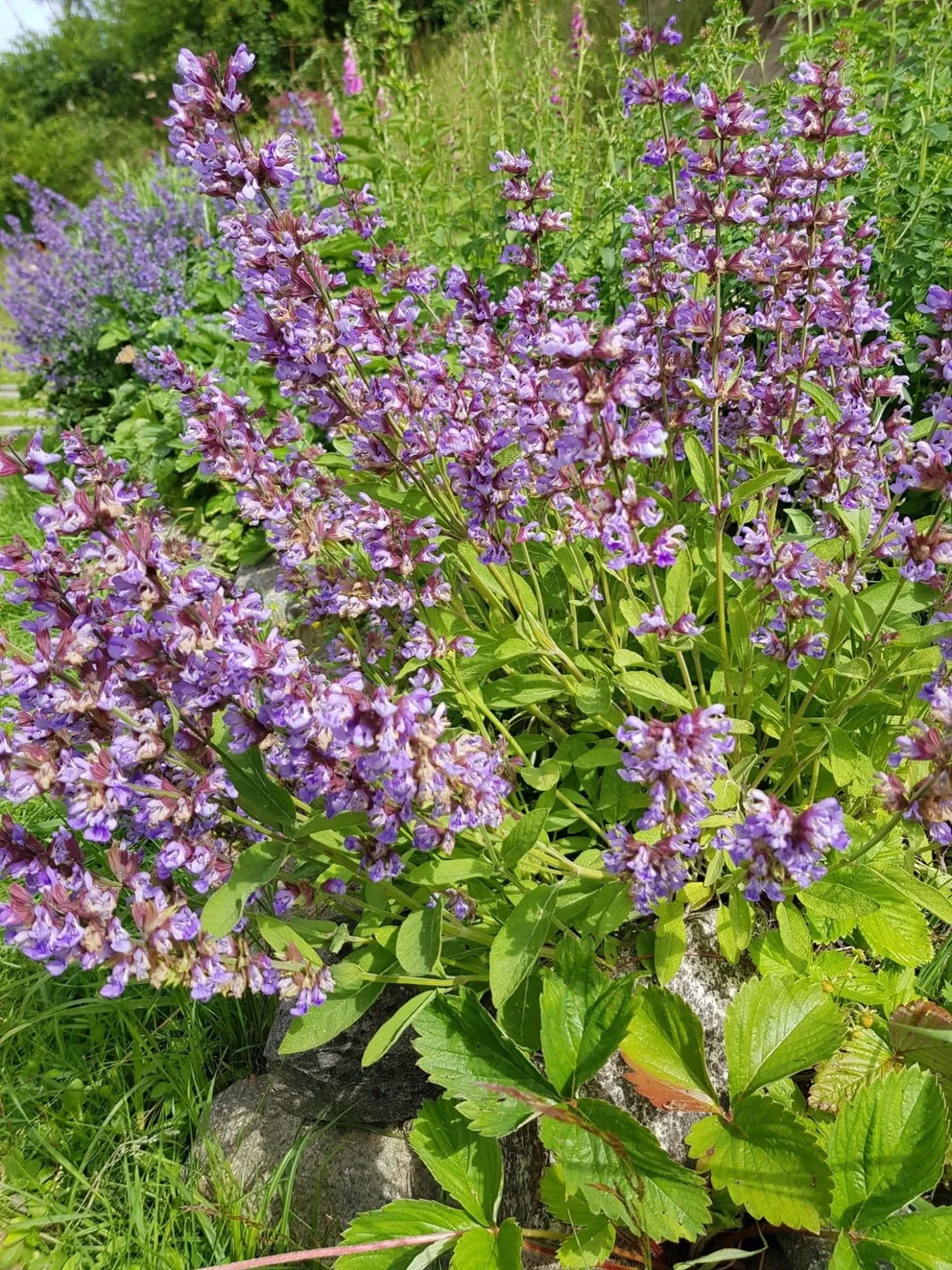 Salvia 'Salvia', ekofrö - miniatyr 4