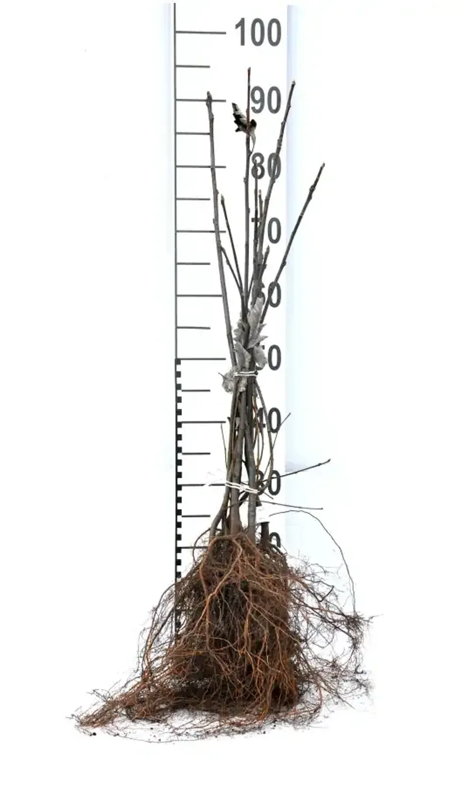 Häckoxel, 50-80 cm - miniatyr 5