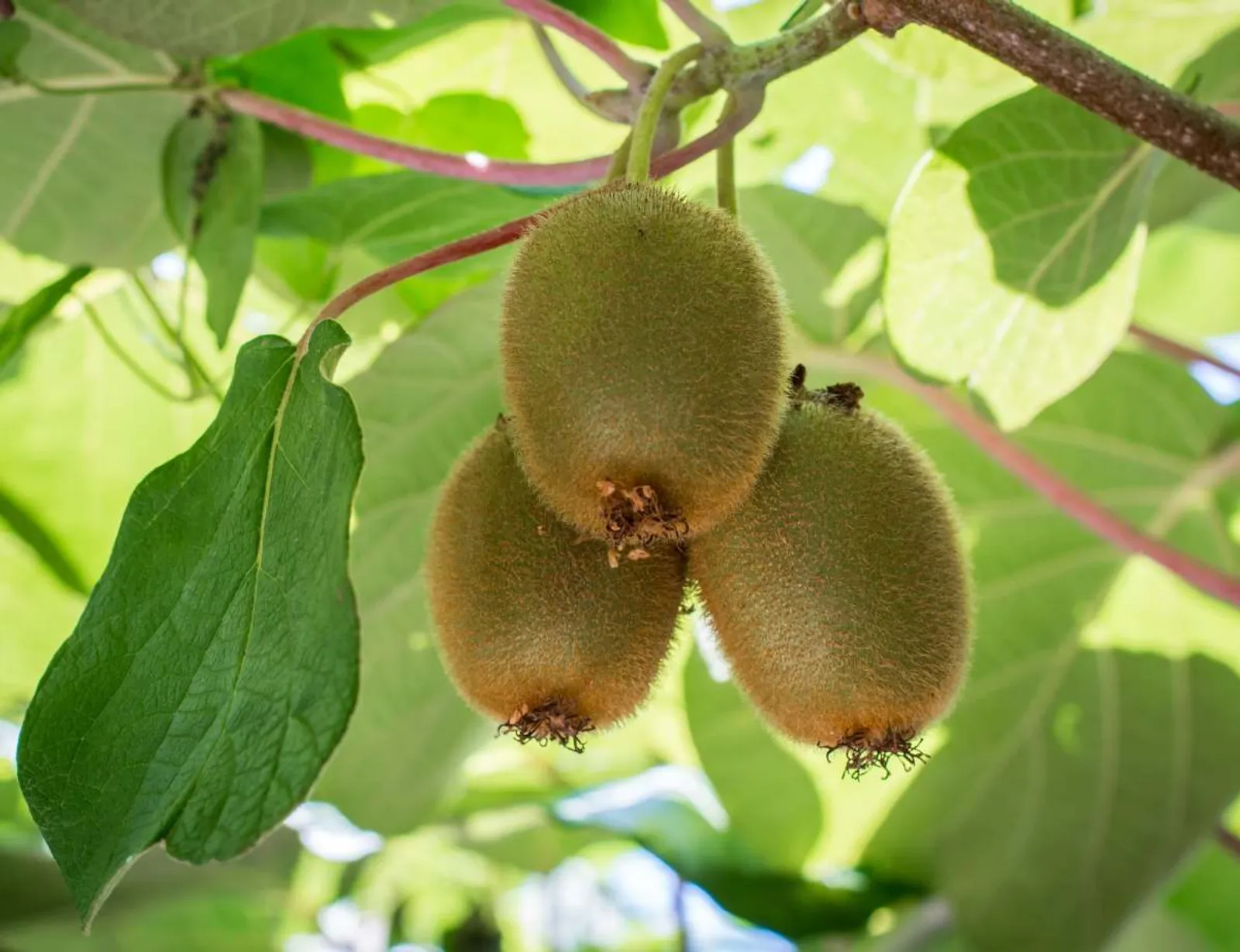 Kiwi "Jenny", 3-pack - miniatyr 2