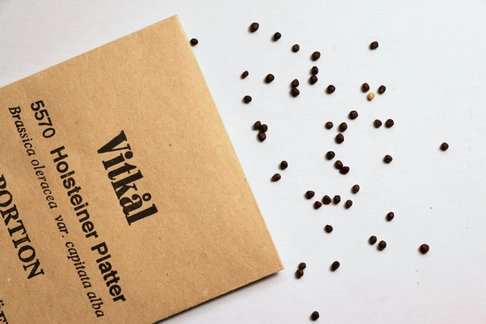 Vitkål 'Holsteiner Platter', ekofrö - miniatyr 2