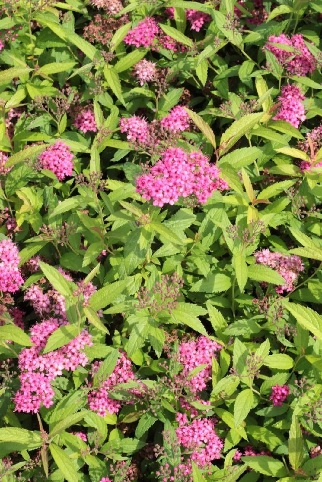 Praktspirea 'Sapho', 10-20 cm - miniatyr 2