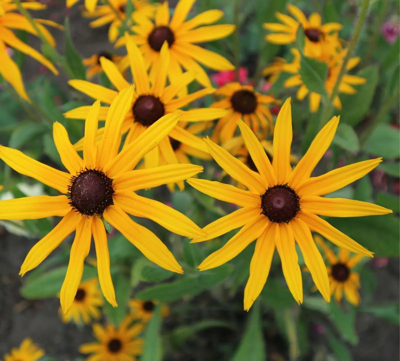 Strålrudbeckia 'Goldsturm', 15-pack
